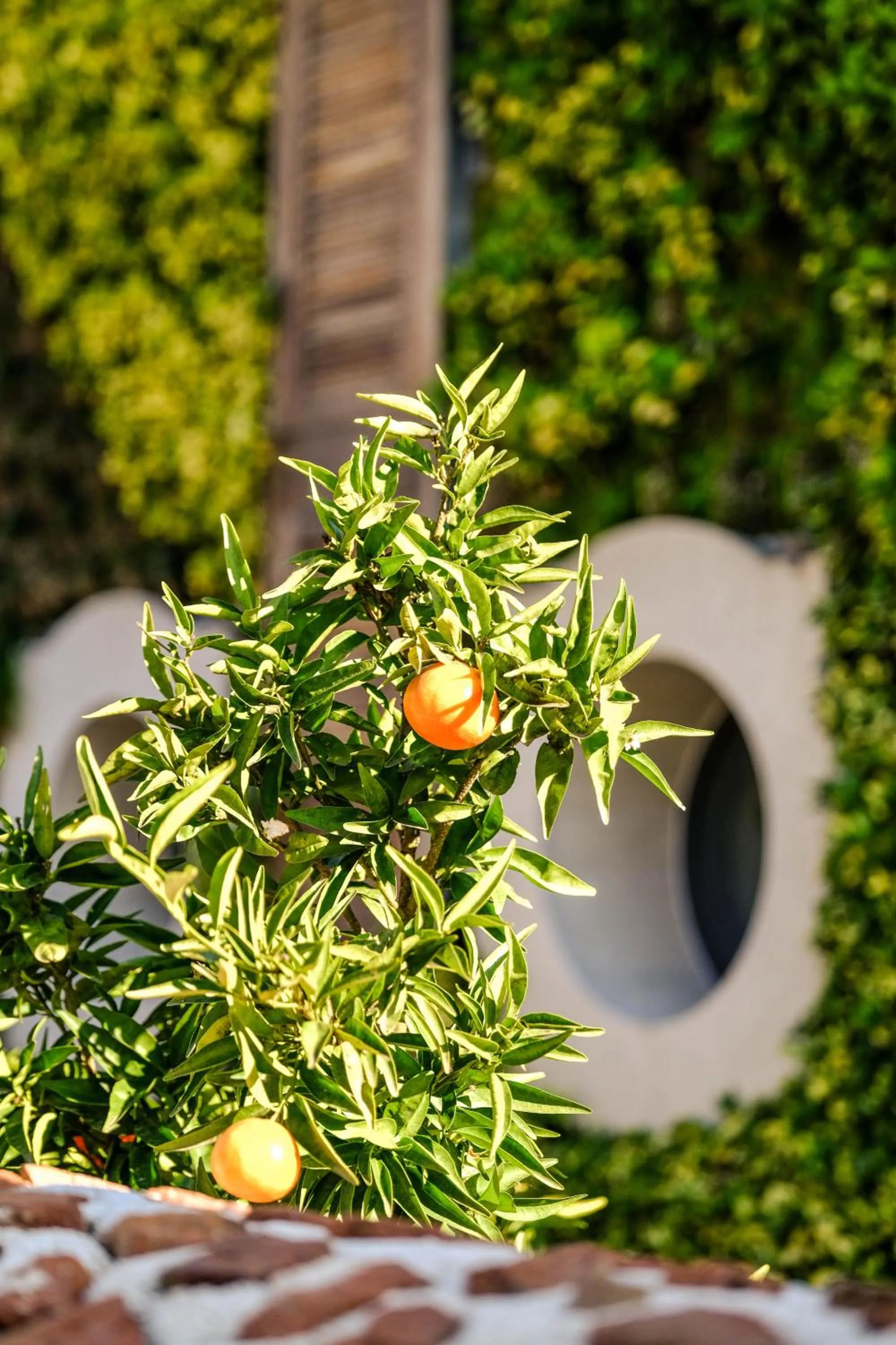 Garden in Kocadon Hotel