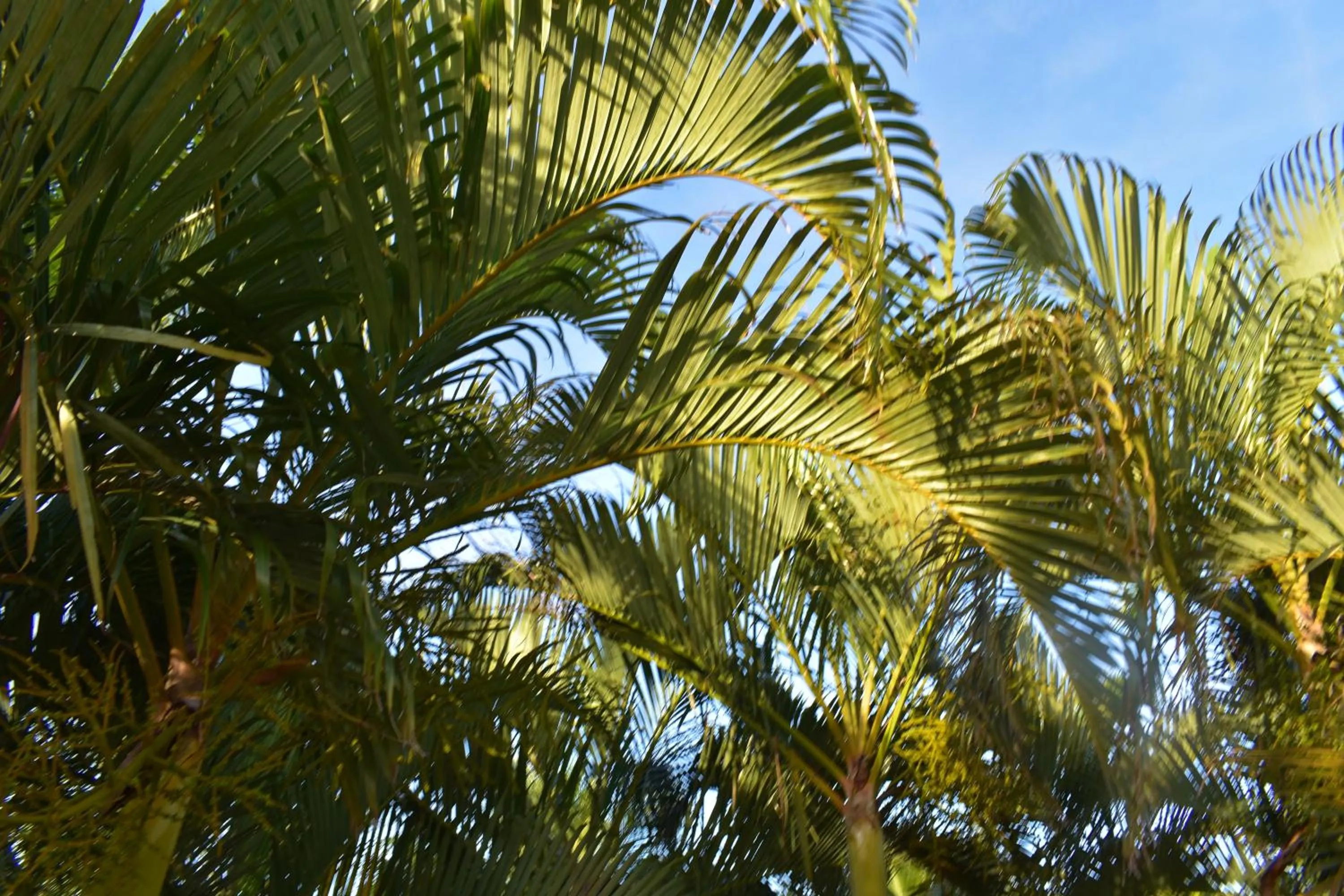 Garden in Hibiscus Center
