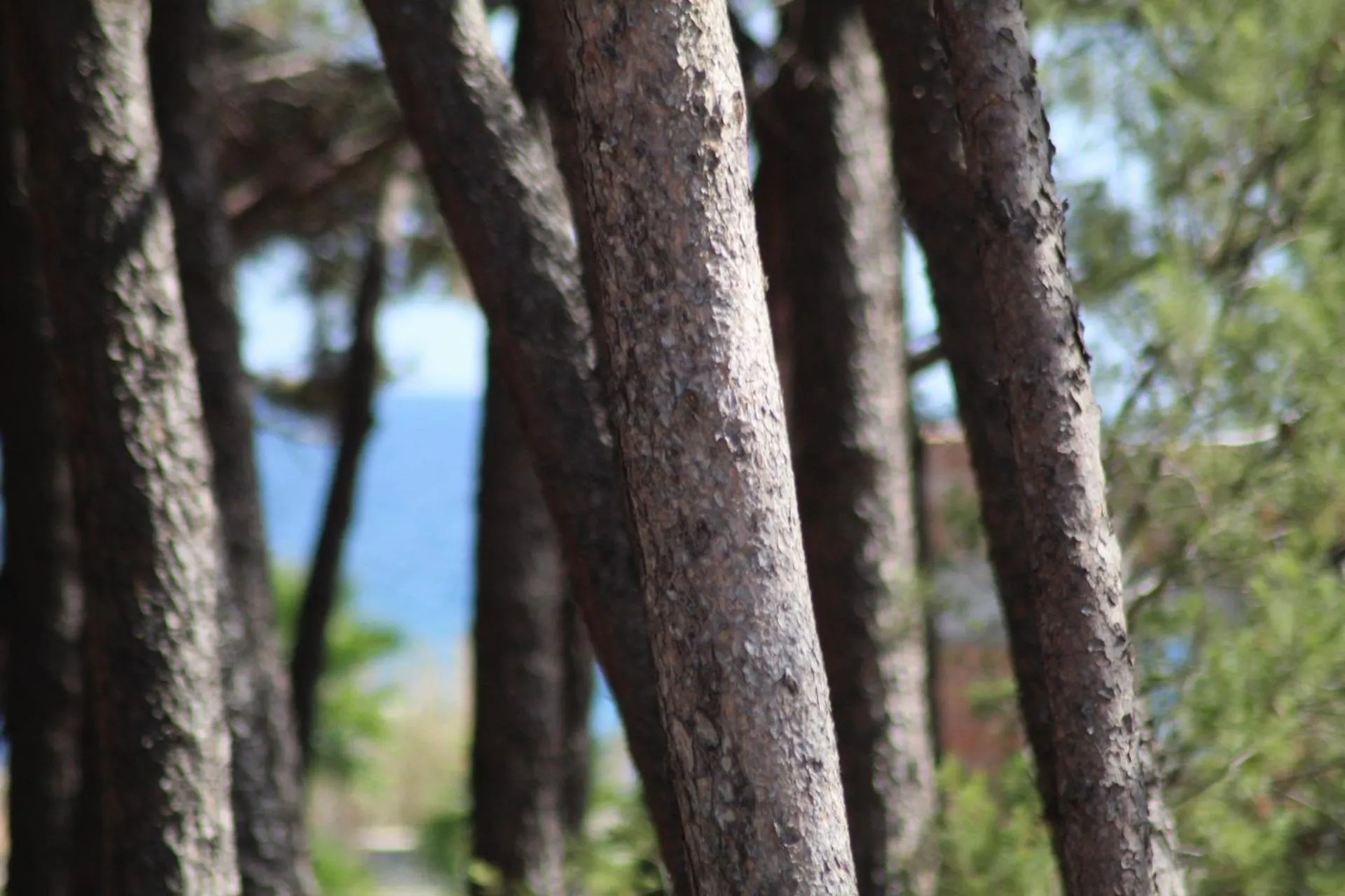 Garden view in PARK HOTEL LE DUNE DI GIOVINO