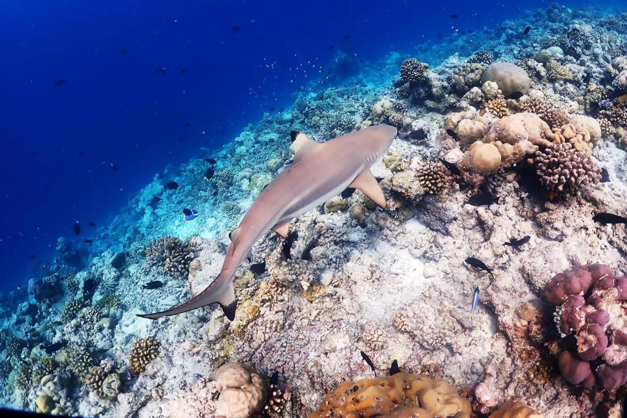 Snorkeling in Rasdu View Inn