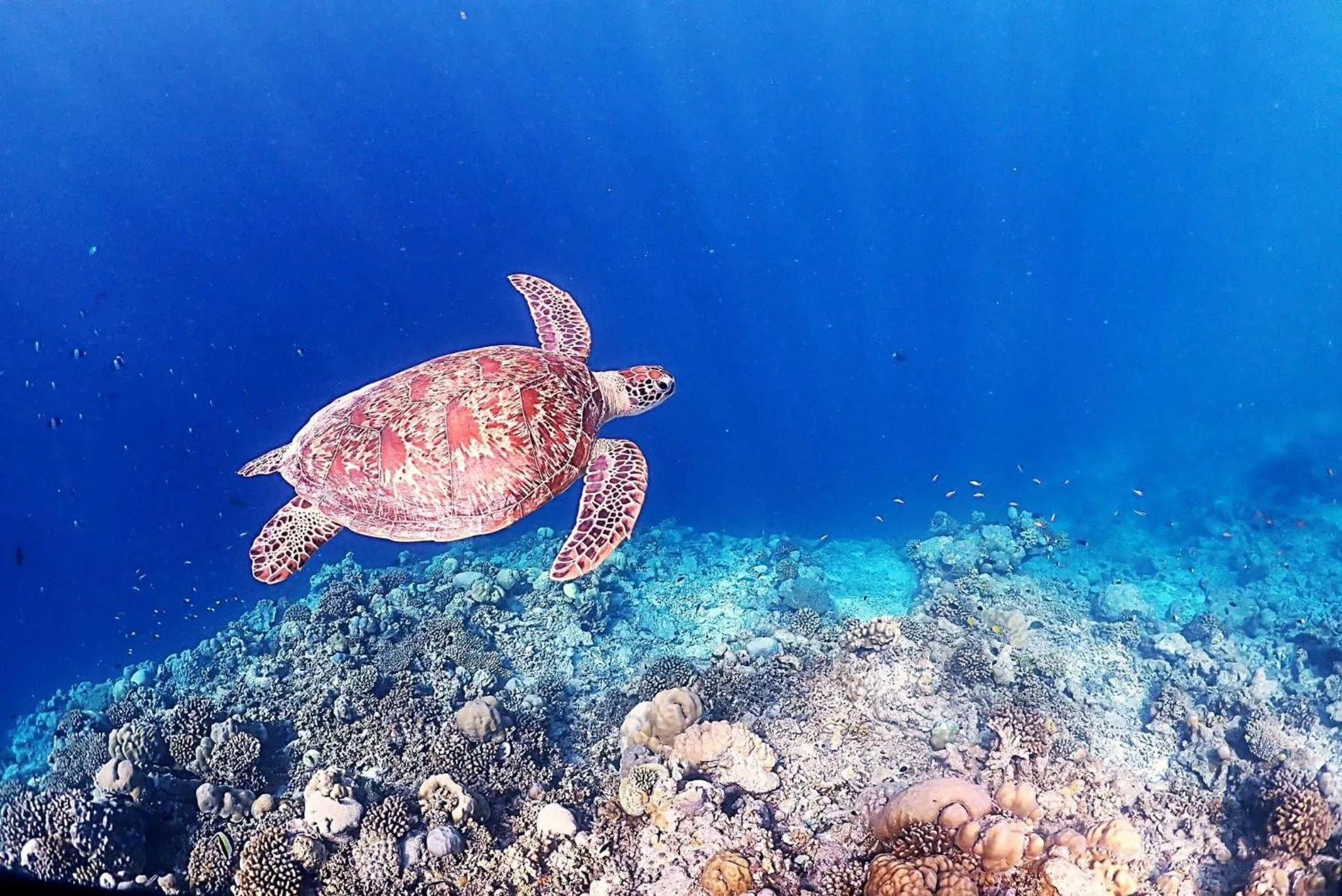 Snorkeling in Rasdu View Inn