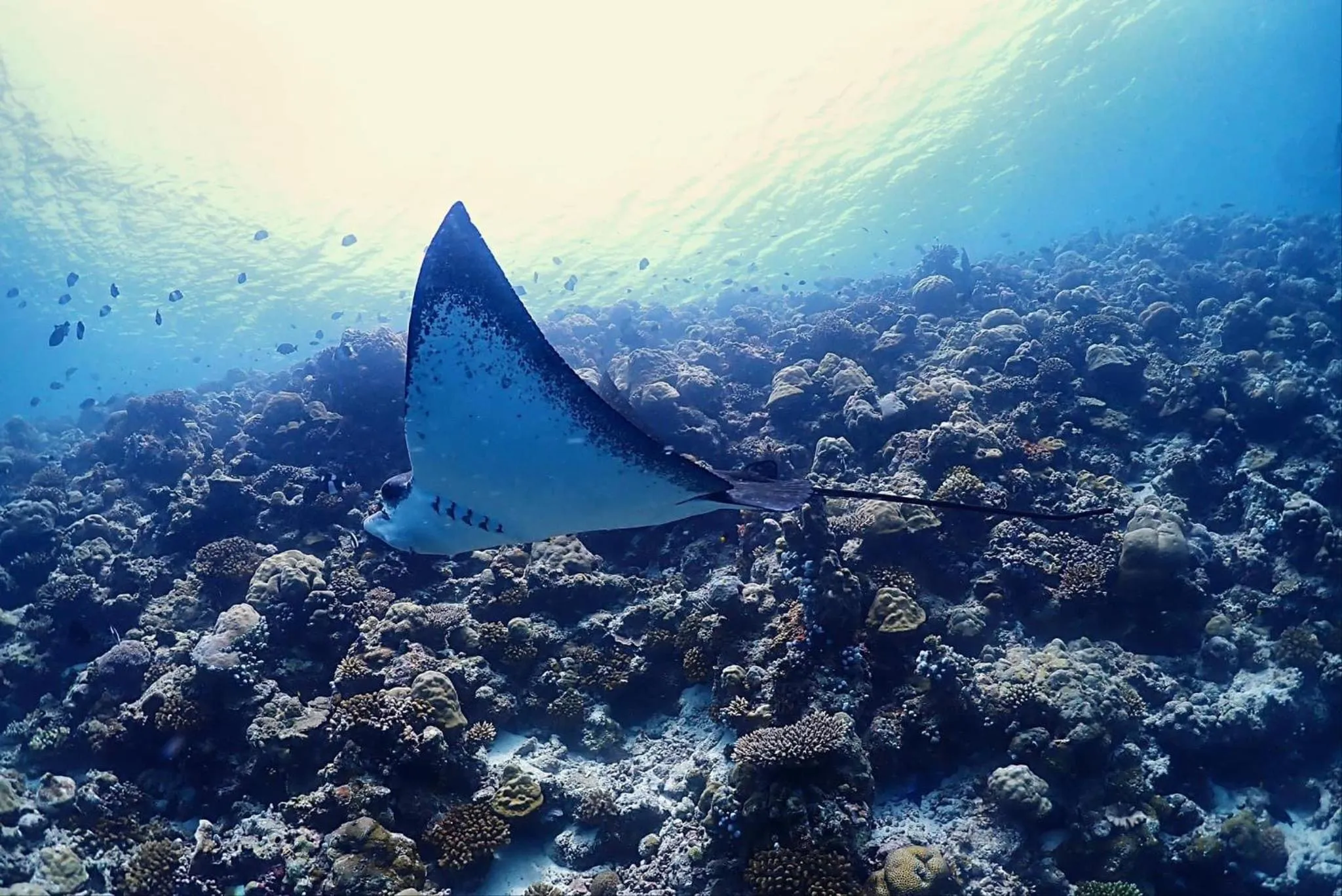 Snorkeling in Rasdu View Inn