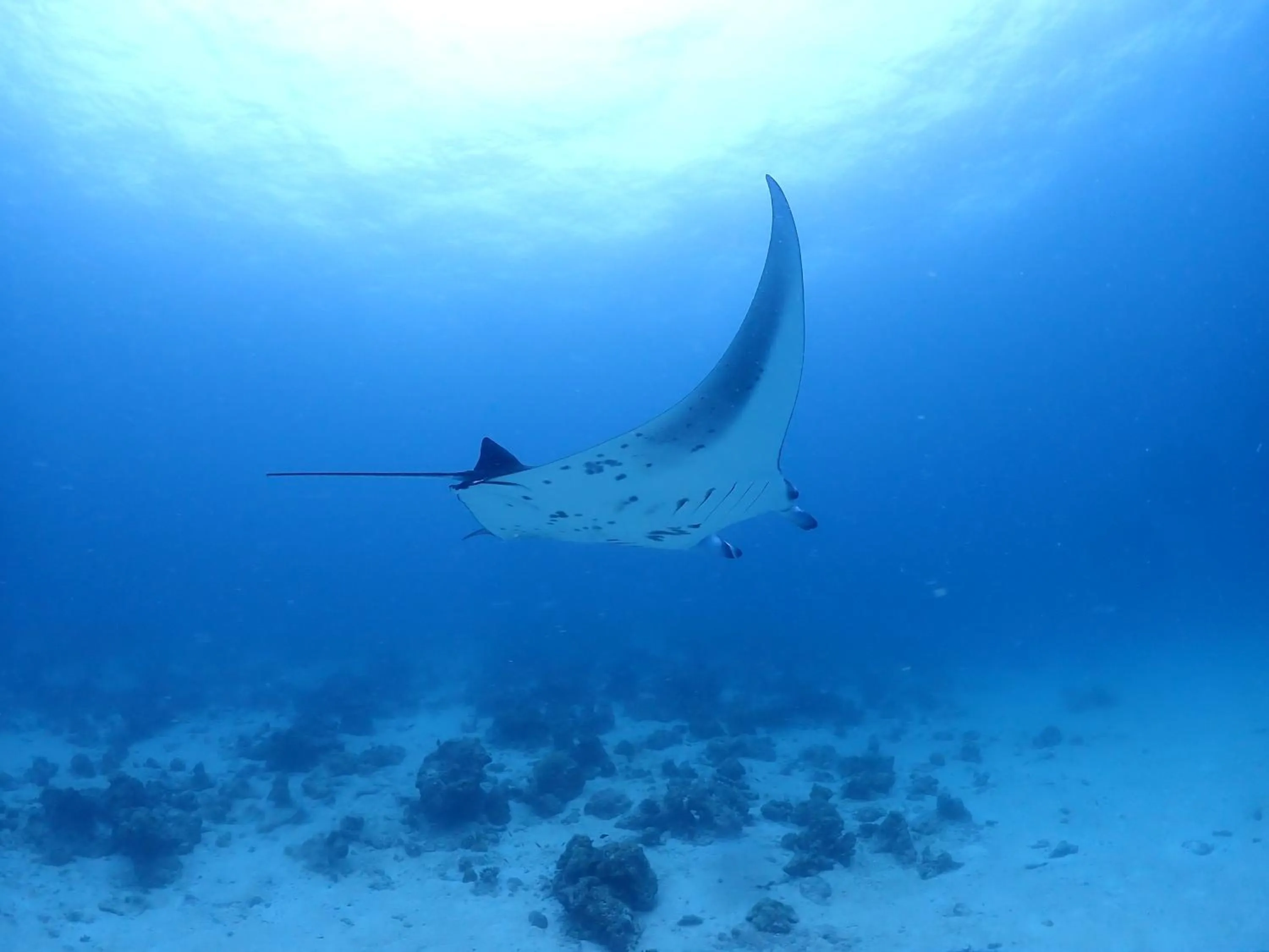 Snorkeling in Rasdu View Inn