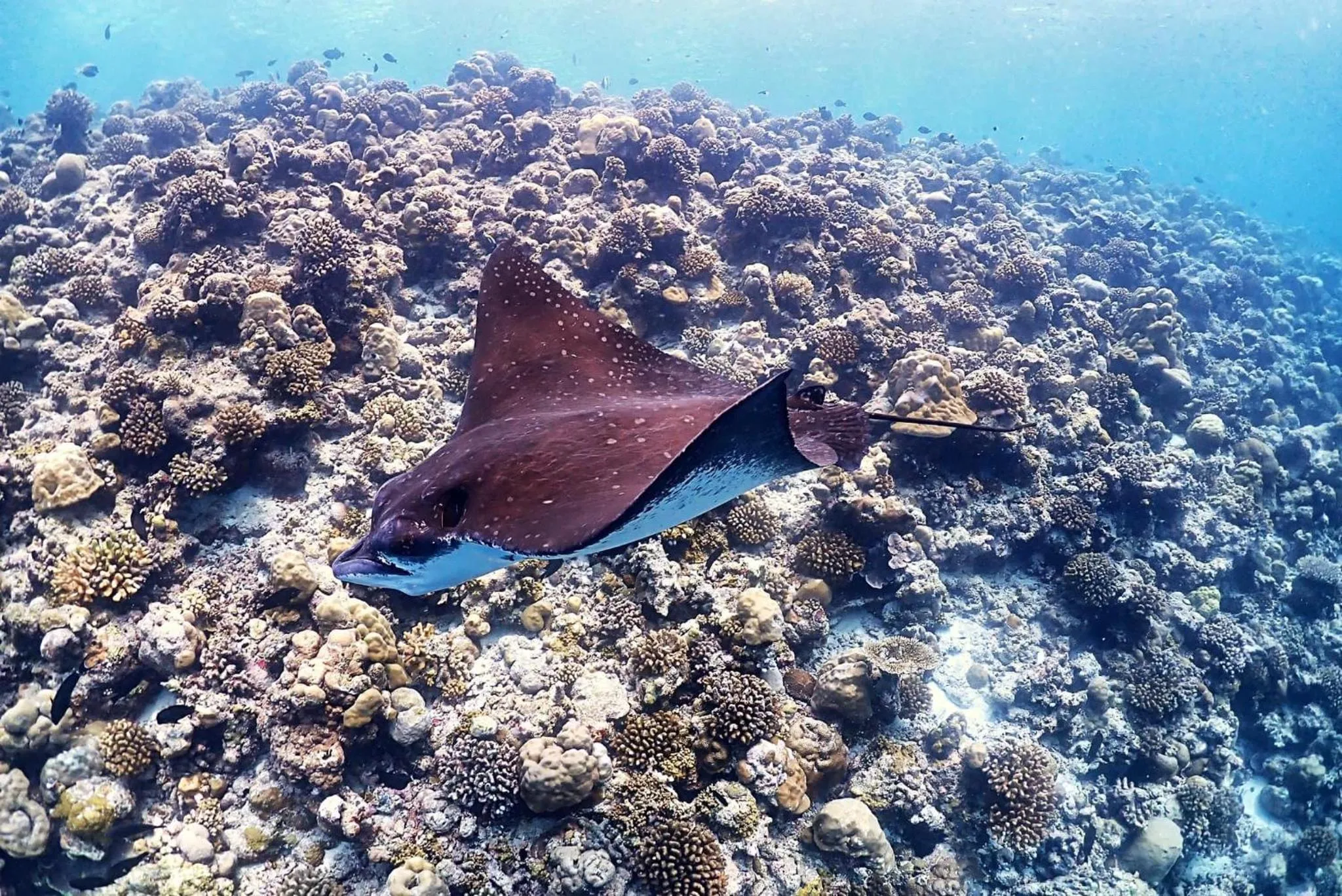 Snorkeling in Rasdu View Inn