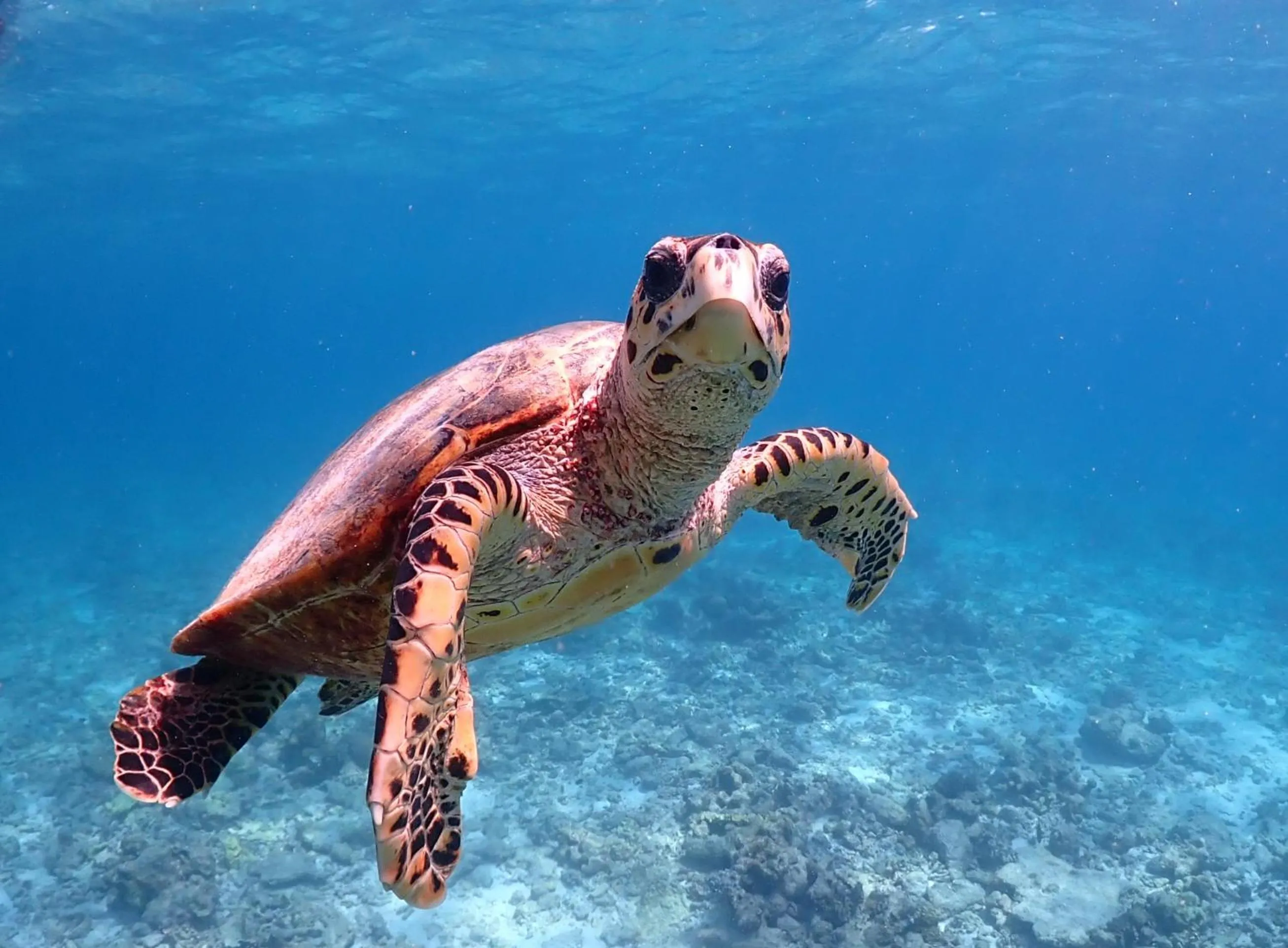 Snorkeling in Rasdu View Inn