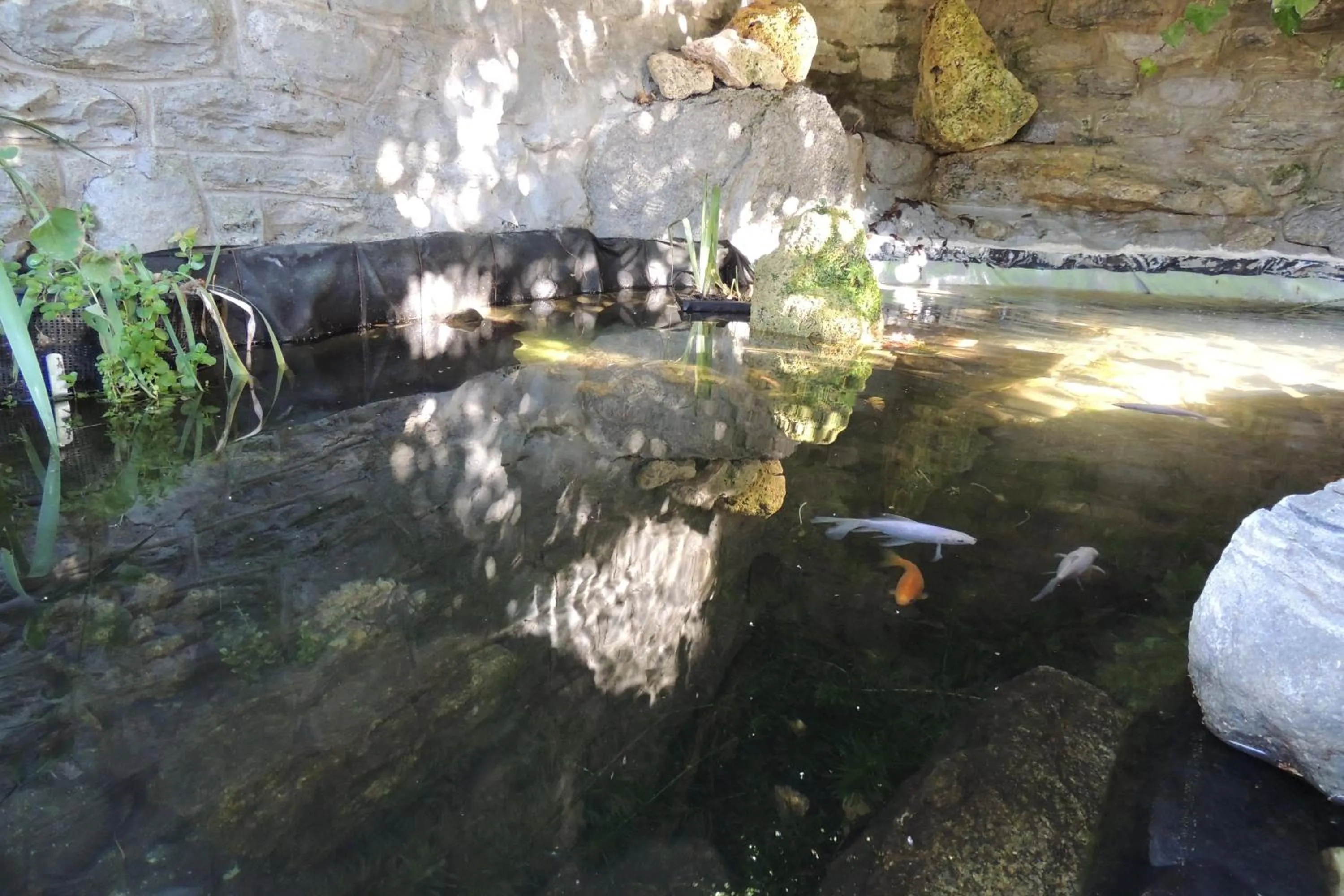 Area and facilities, Other Animals in B&B Haus Schönstatt contactless- Check-In