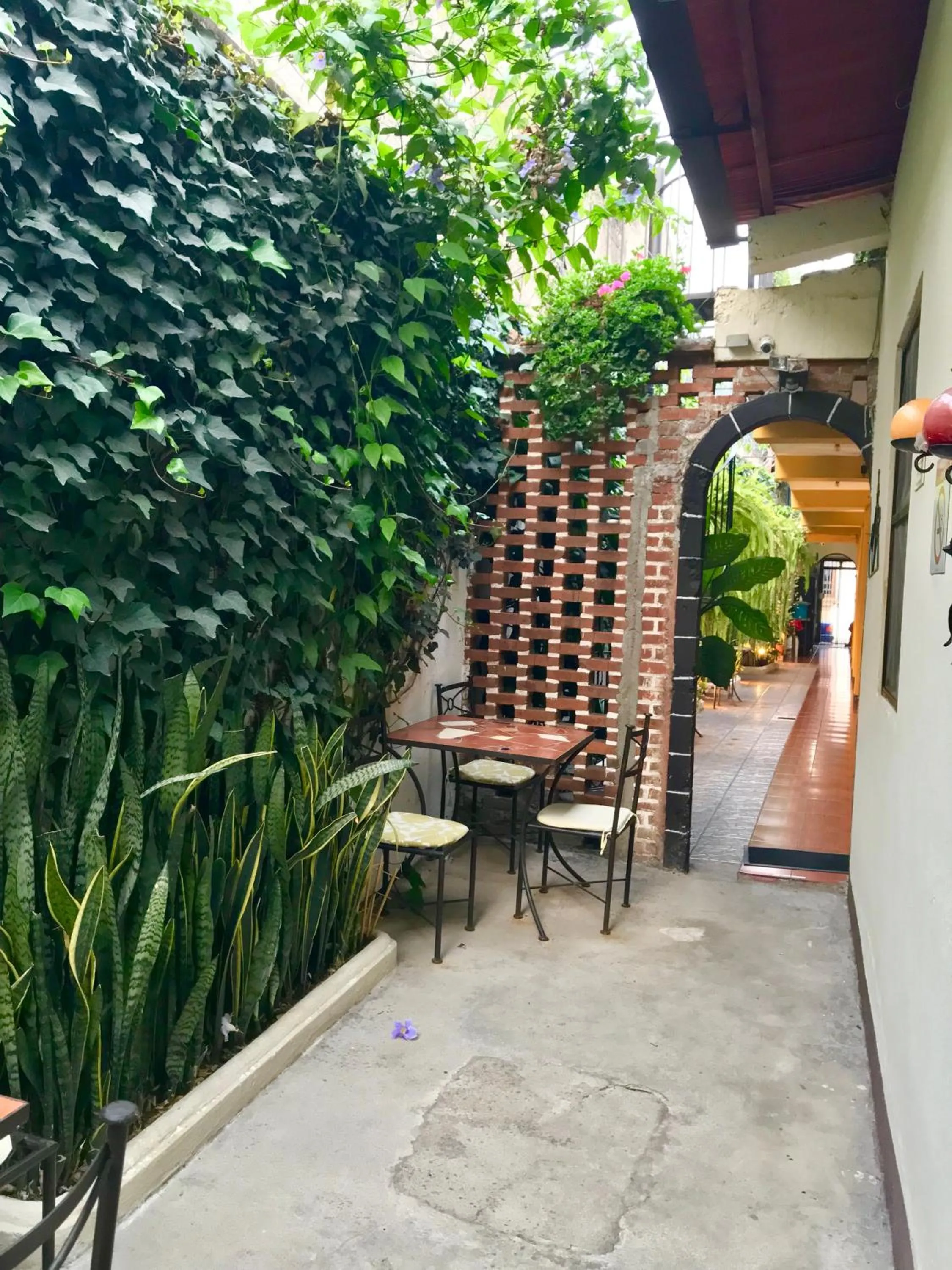 Garden in Hostal Antigua