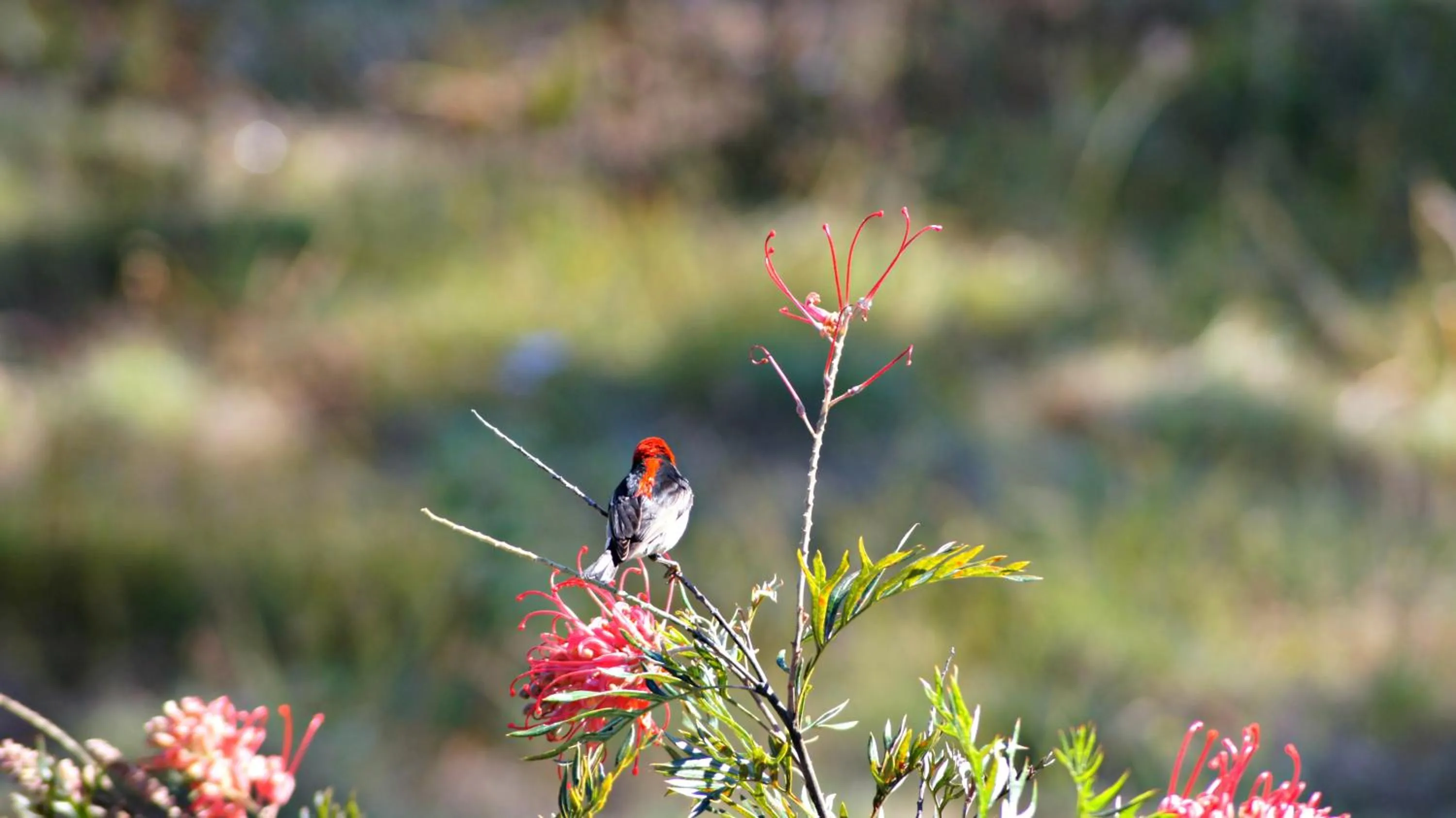 Animals in Melawondi Spring Retreat