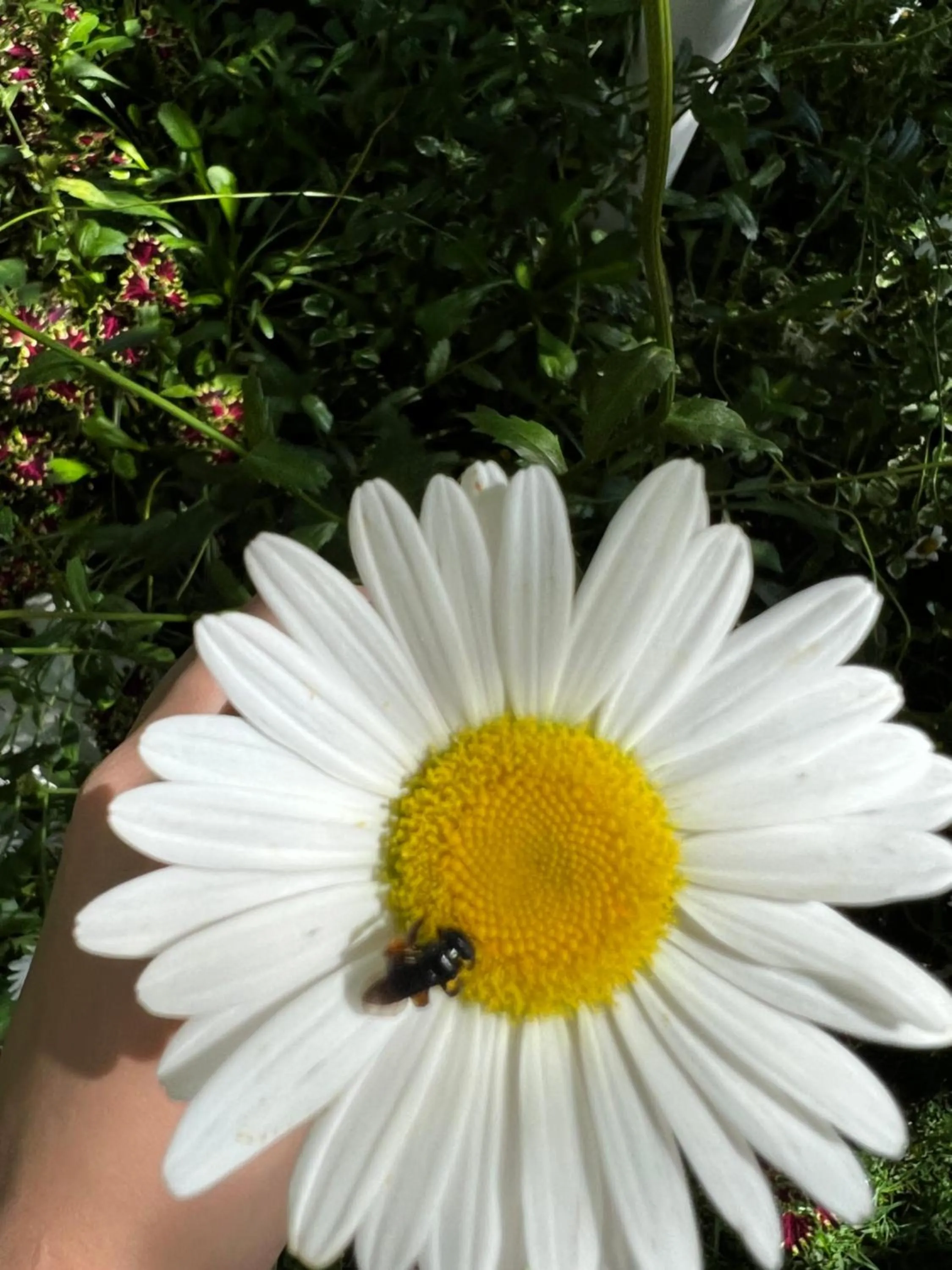 Garden in Hotel Fazenda FASCINAÇÃO