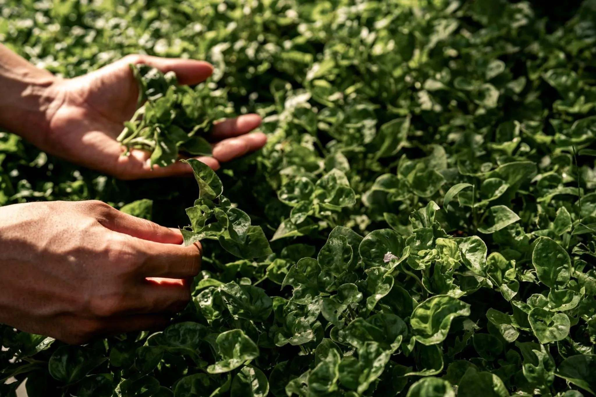 Garden in COMO Point Yamu, Phuket