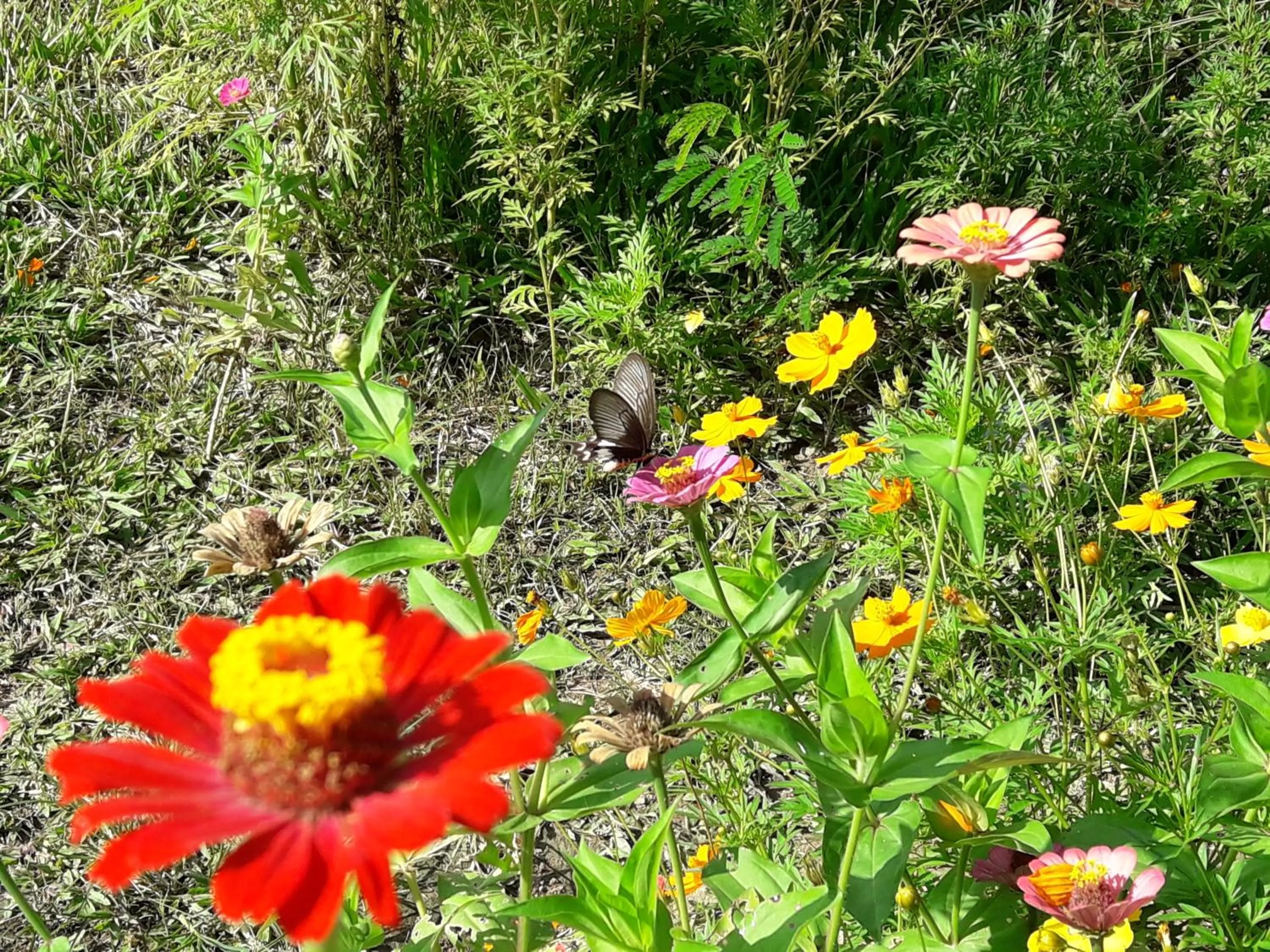 Garden in Angkor Rural Boutique Resort