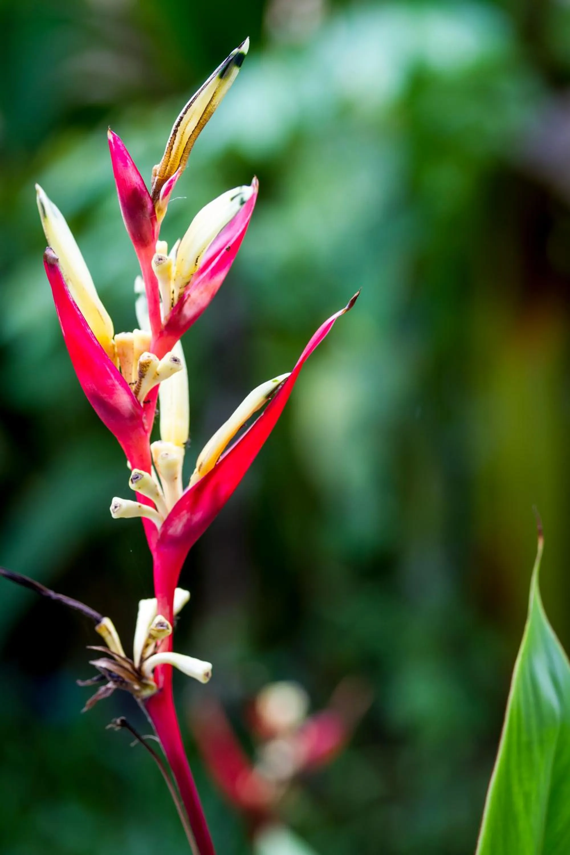 Garden, Other Animals in Angkor Rural Boutique Resort