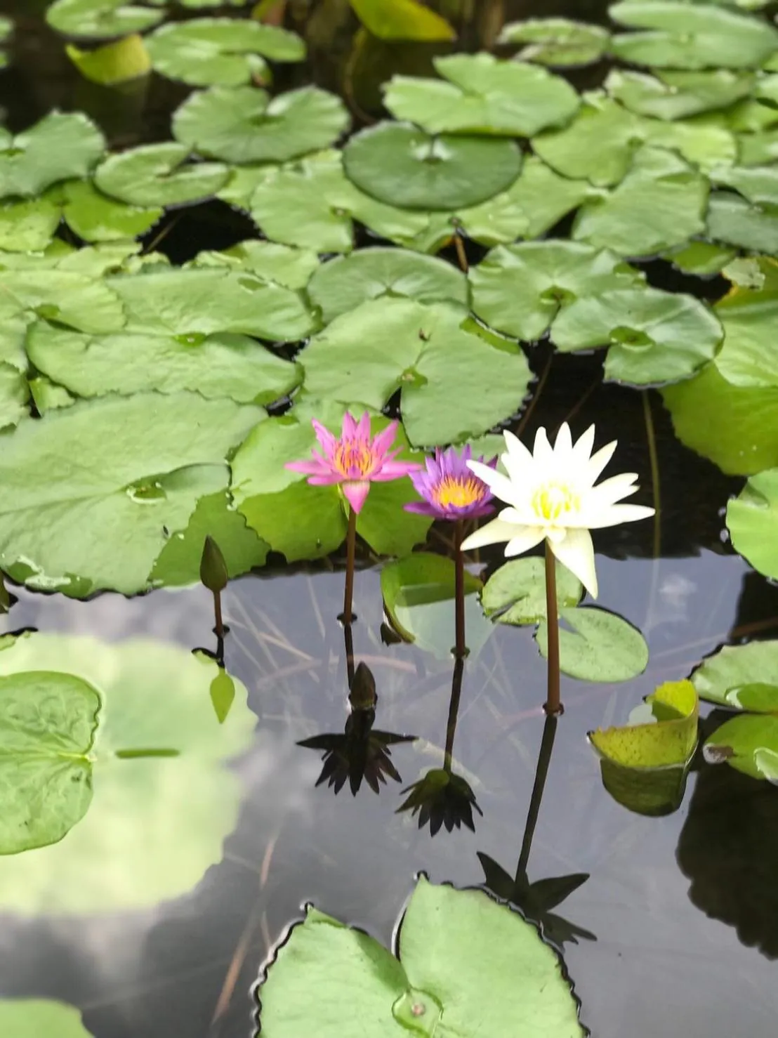 Garden in Royal Thai Villa Phuket - SHA Extra Plus