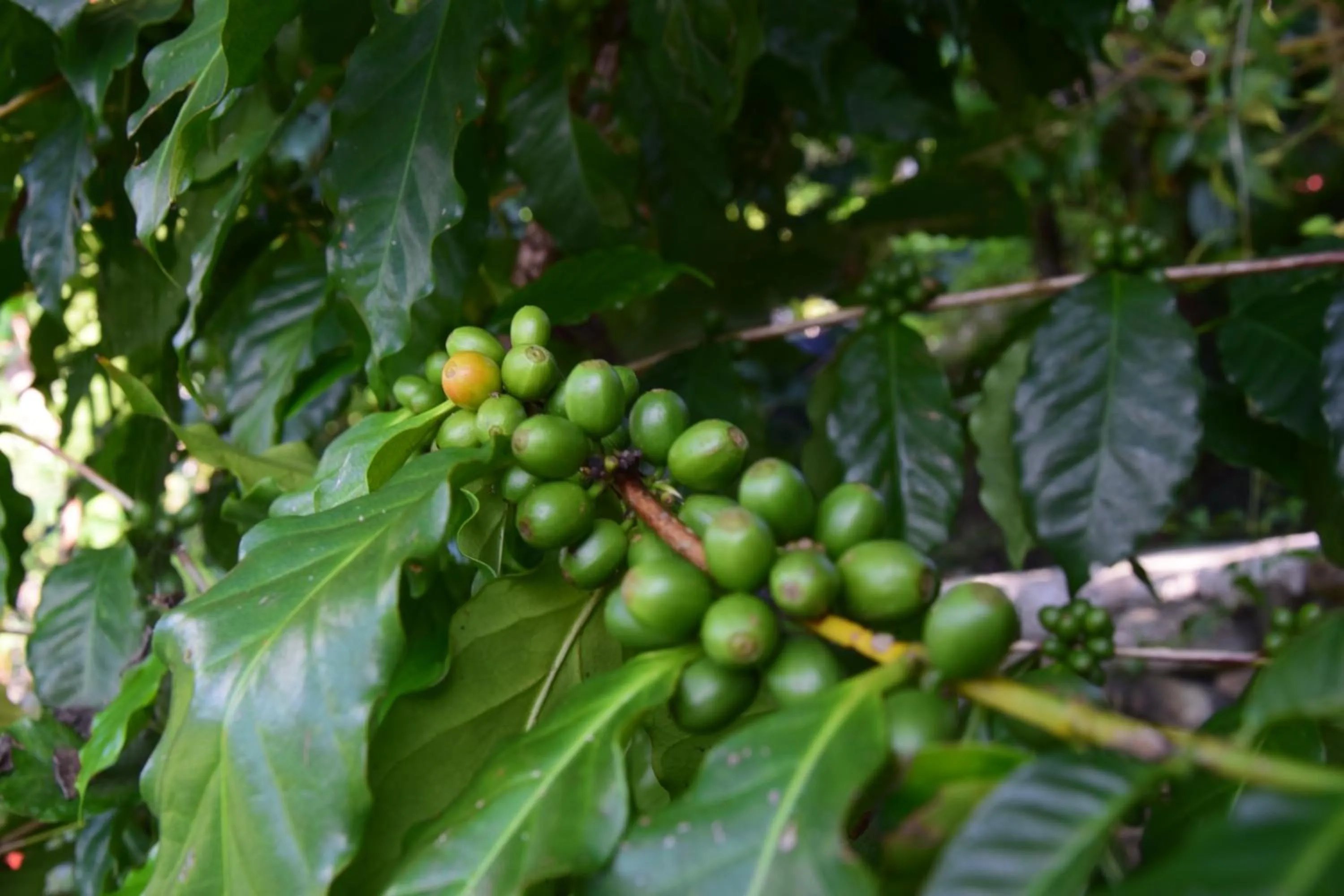 Garden in Siddhartha Garden Ayurveda