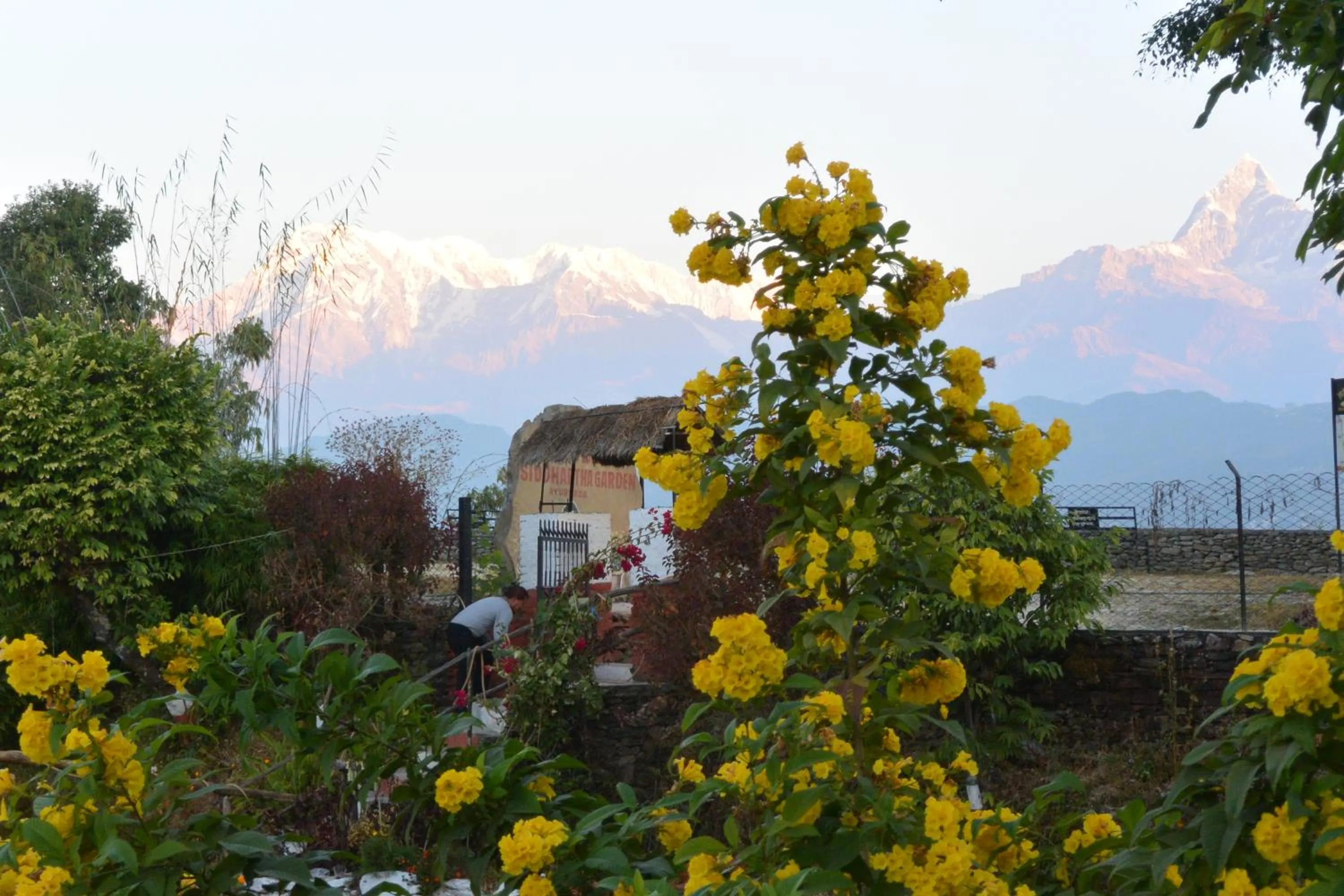 View (from property/room) in Siddhartha Garden Ayurveda