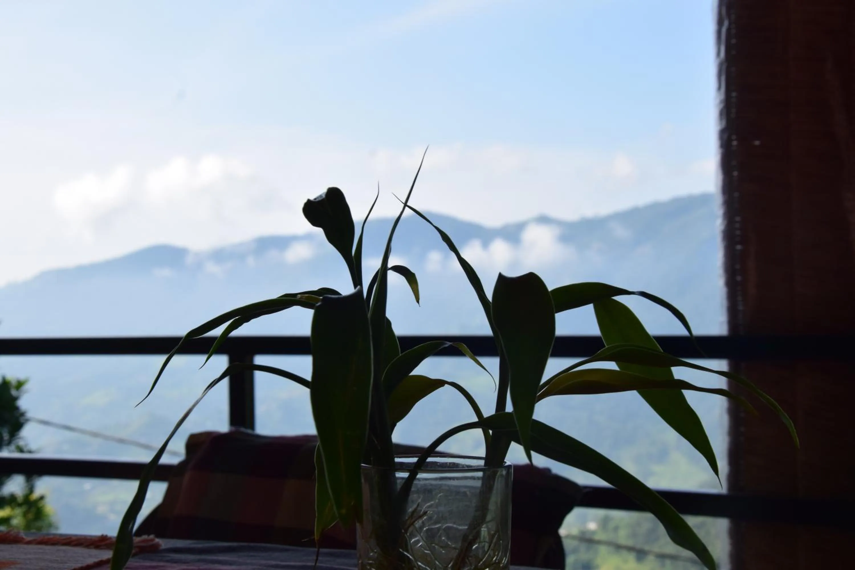 Garden view in Siddhartha Garden Ayurveda