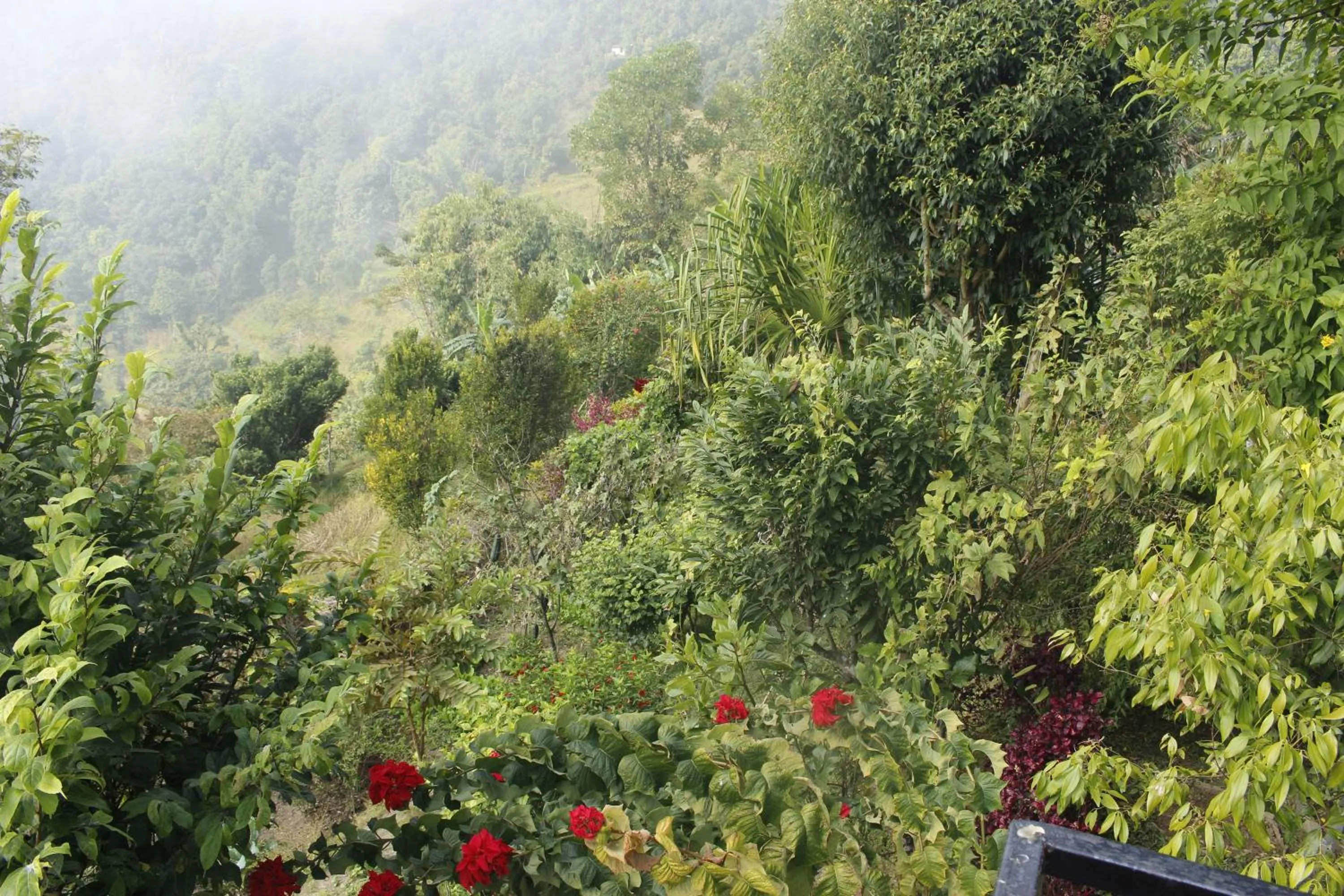 Summer in Siddhartha Garden Ayurveda