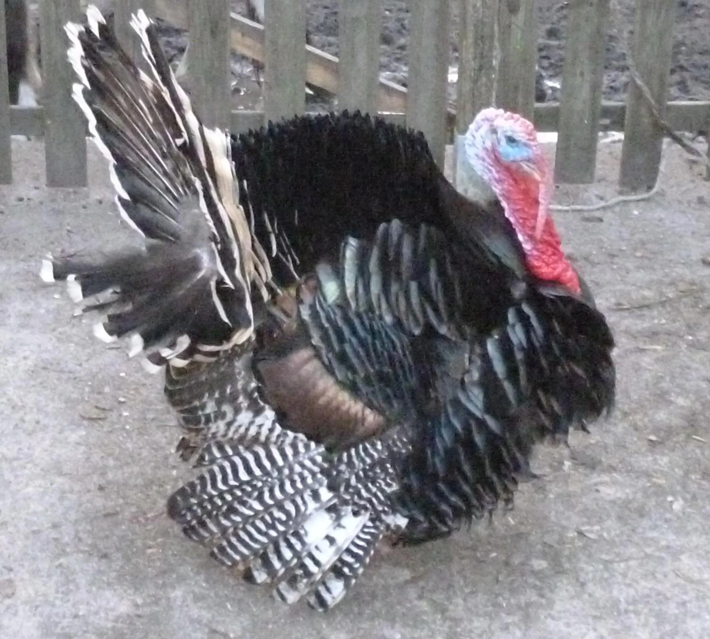 Garden in Maison d'hôtes Moulin du Bas Pesé