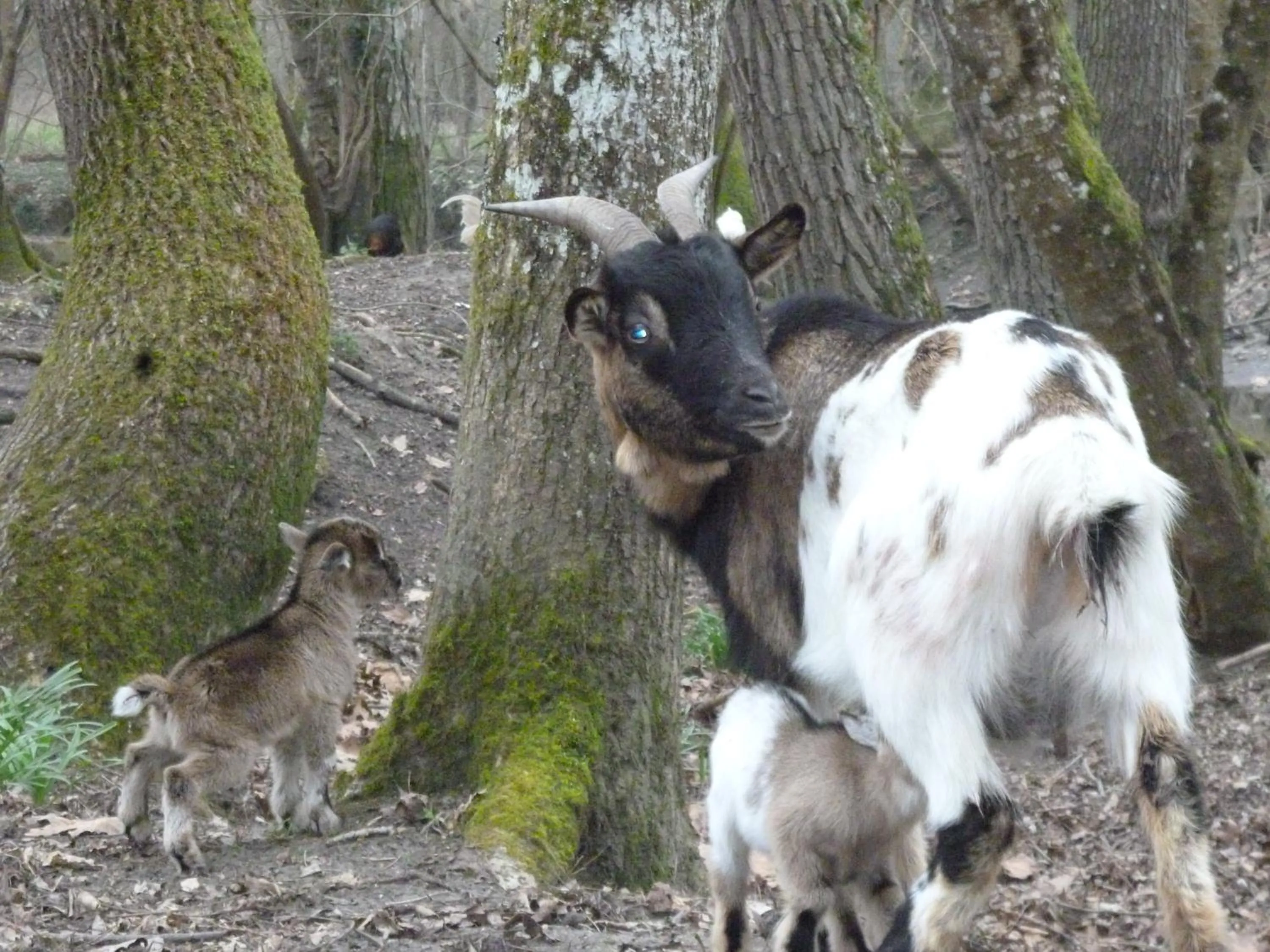 Spring in Maison d'hôtes Moulin du Bas Pesé