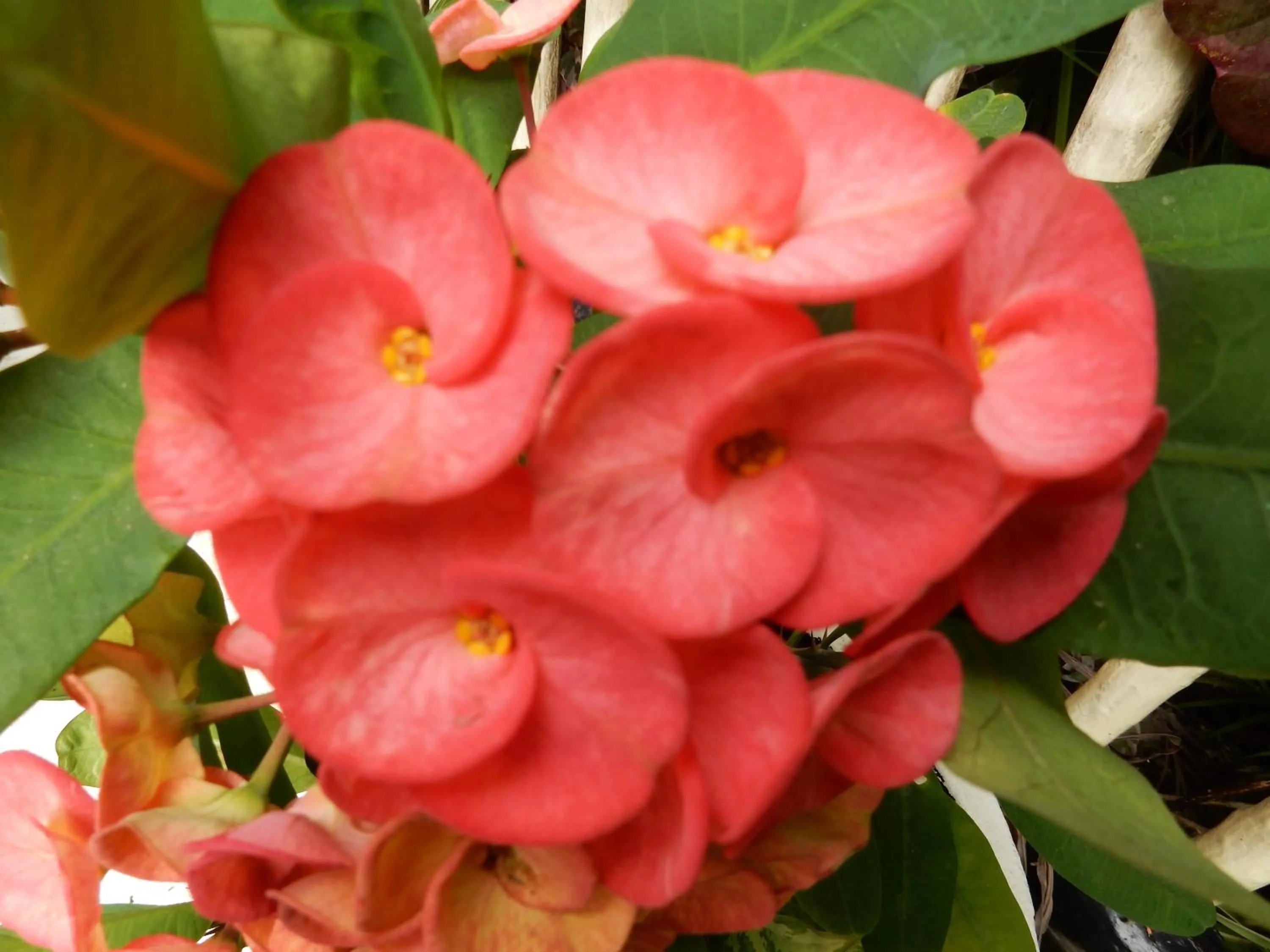 Garden in Casa Gatos Suites