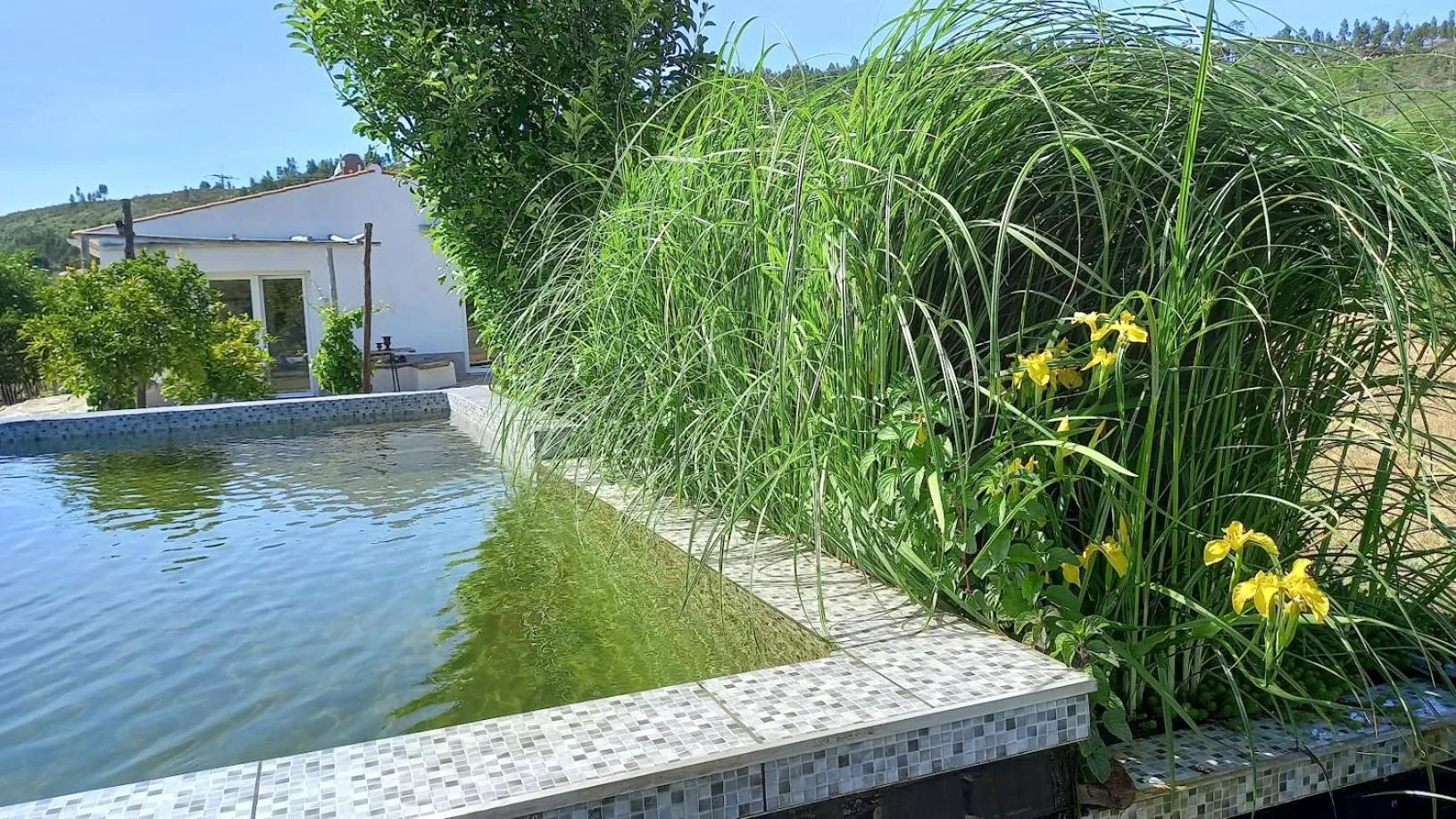 Property building in Alegria rustica