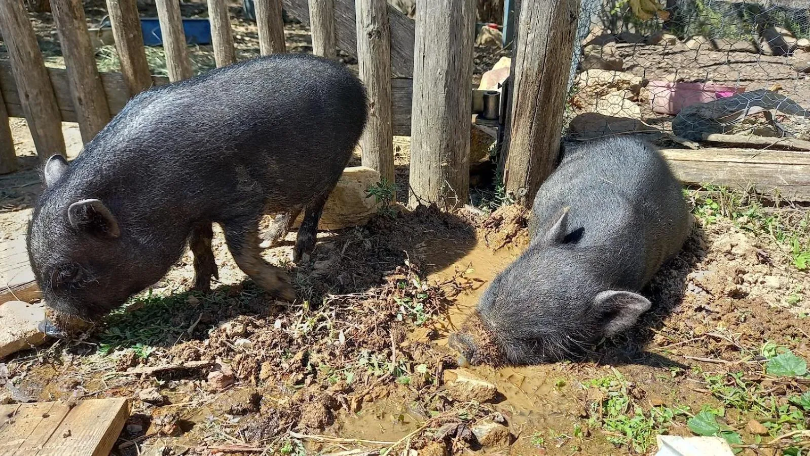 Garden in Alegria rustica