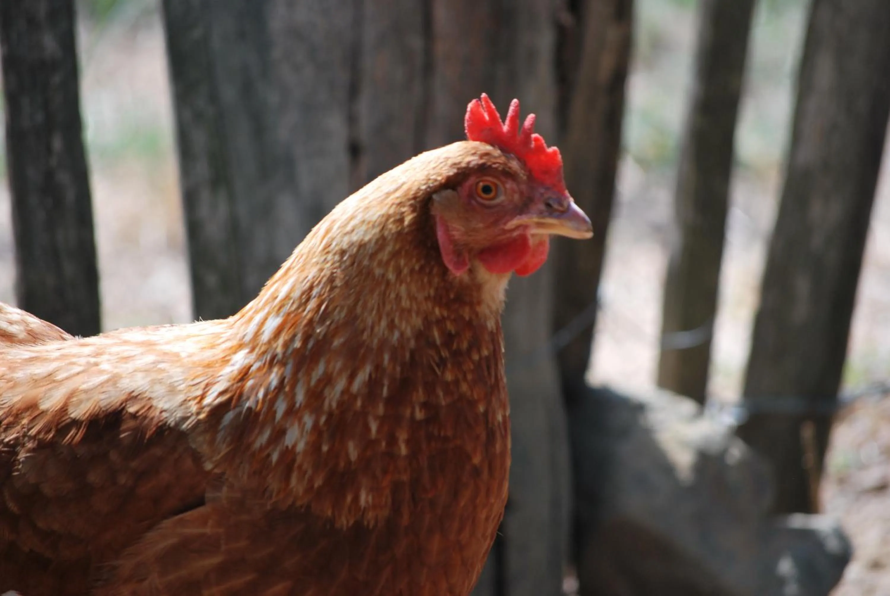 Garden in Alegria rustica