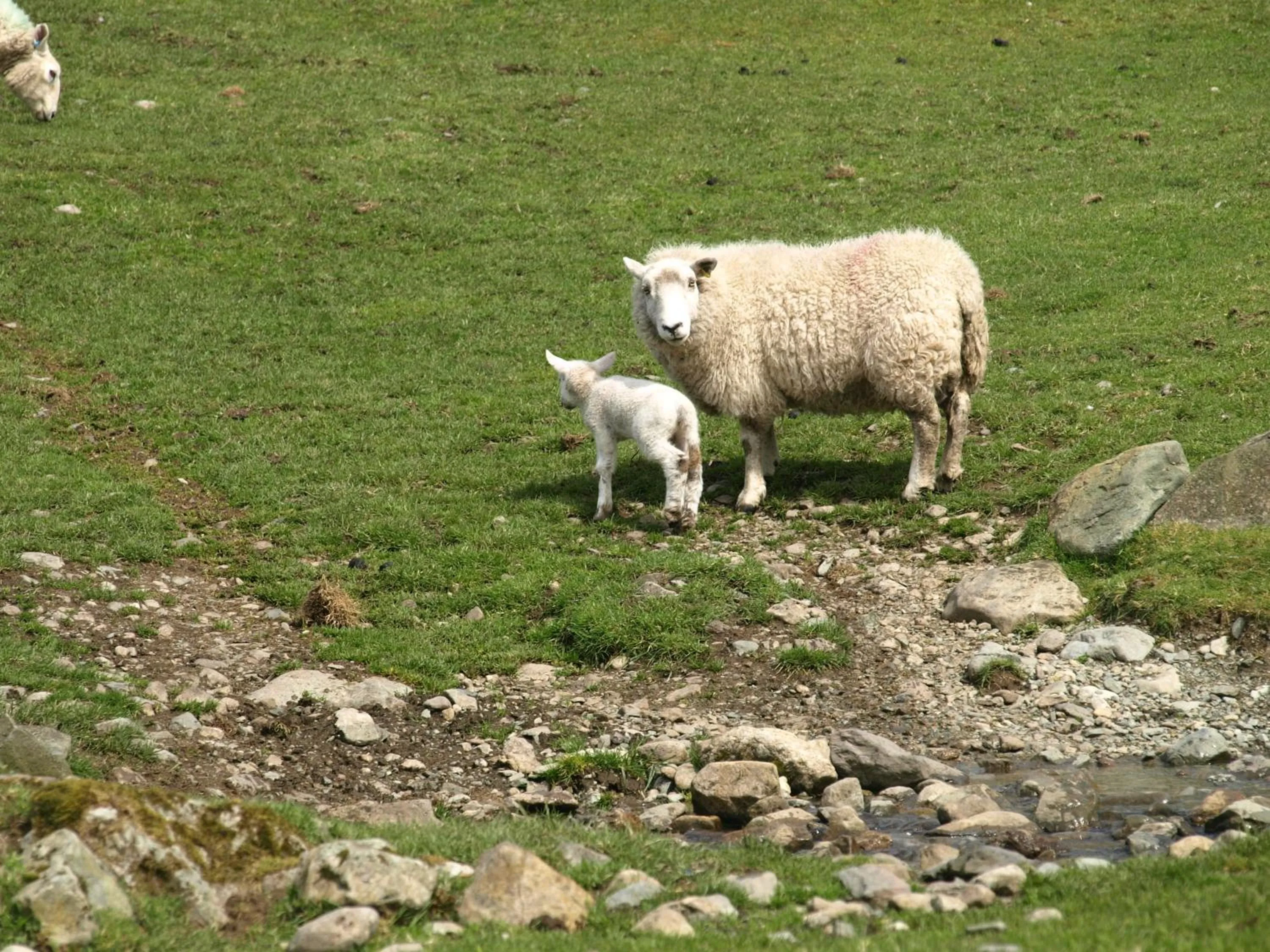 Spring in Barn-Gill House