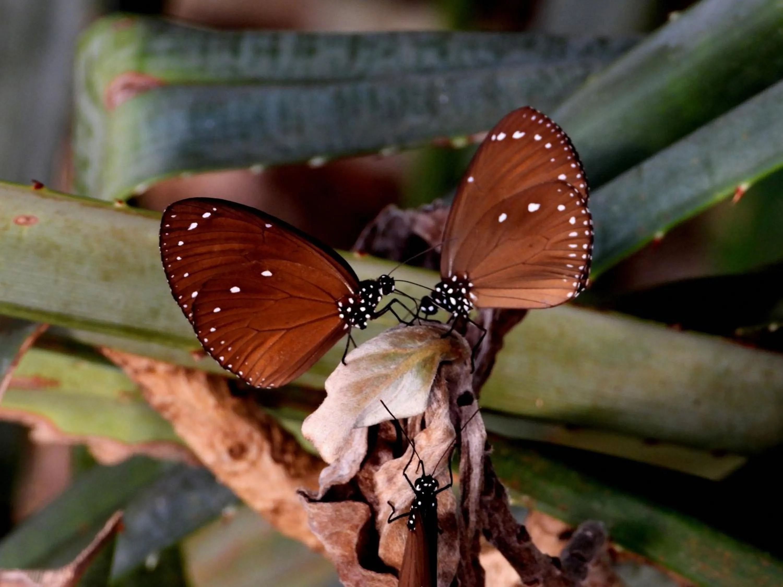 Natural landscape in Jawa Jiwa G-Land Resort