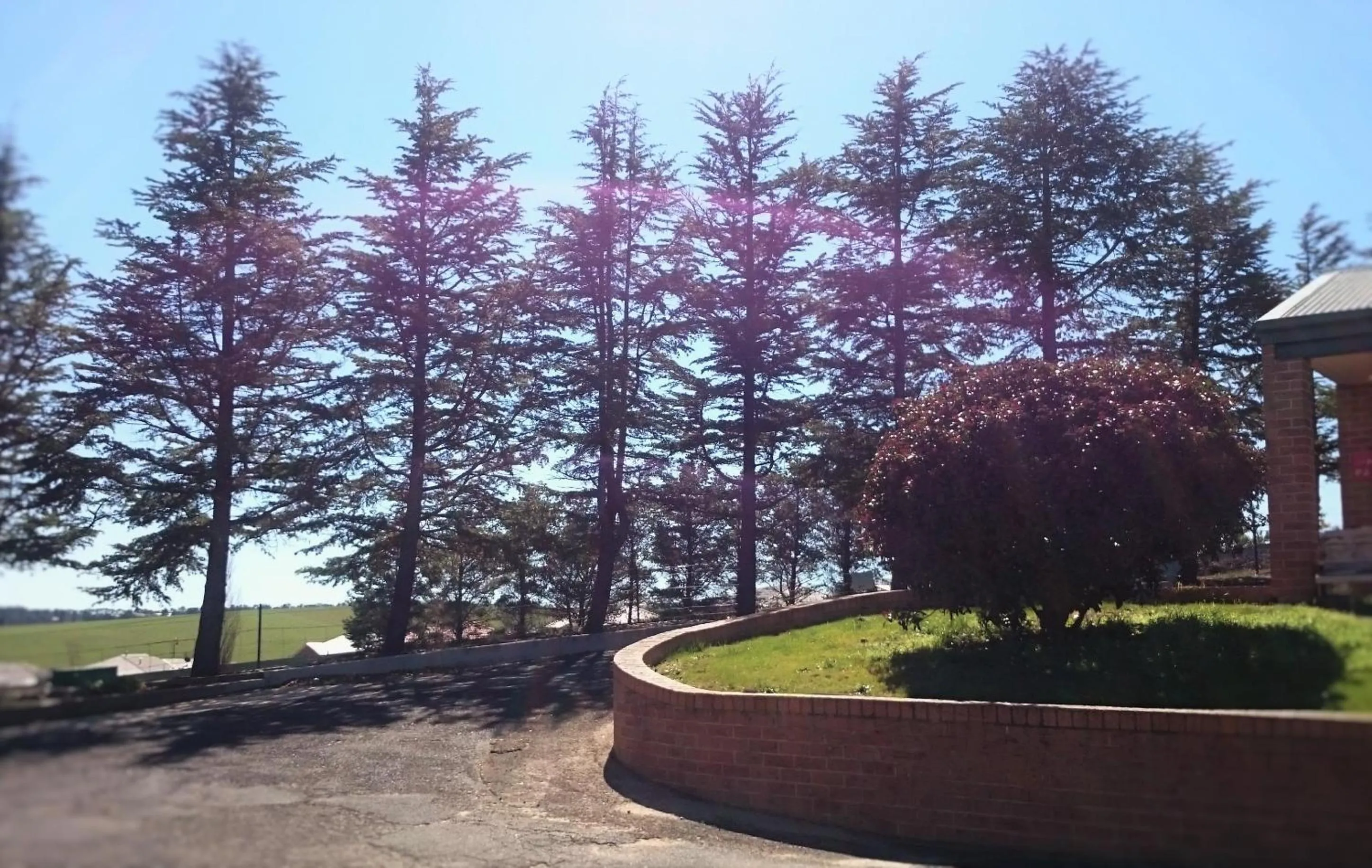 Garden in Bathurst Gold Panner