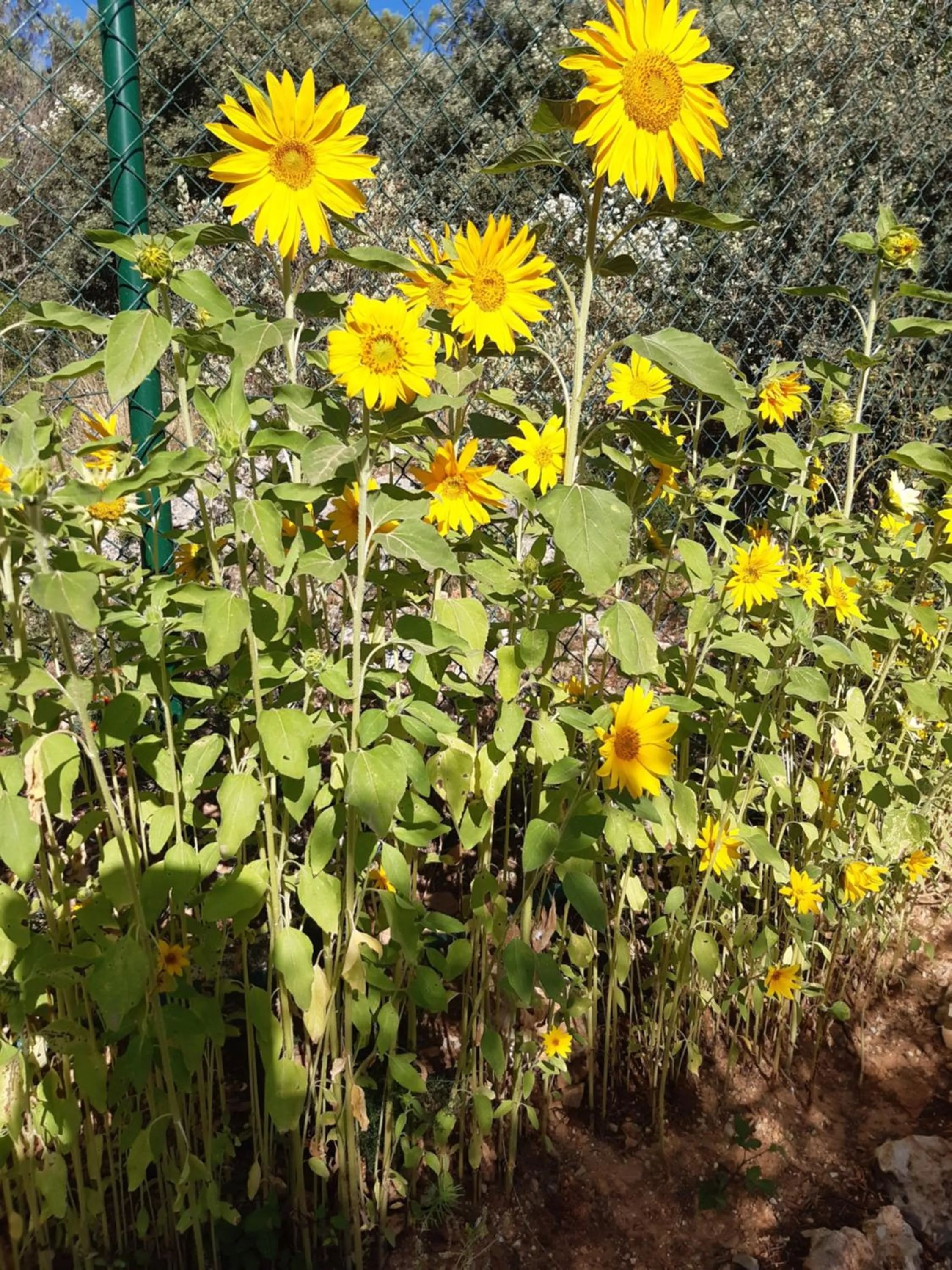 Garden in Casa Lennisa