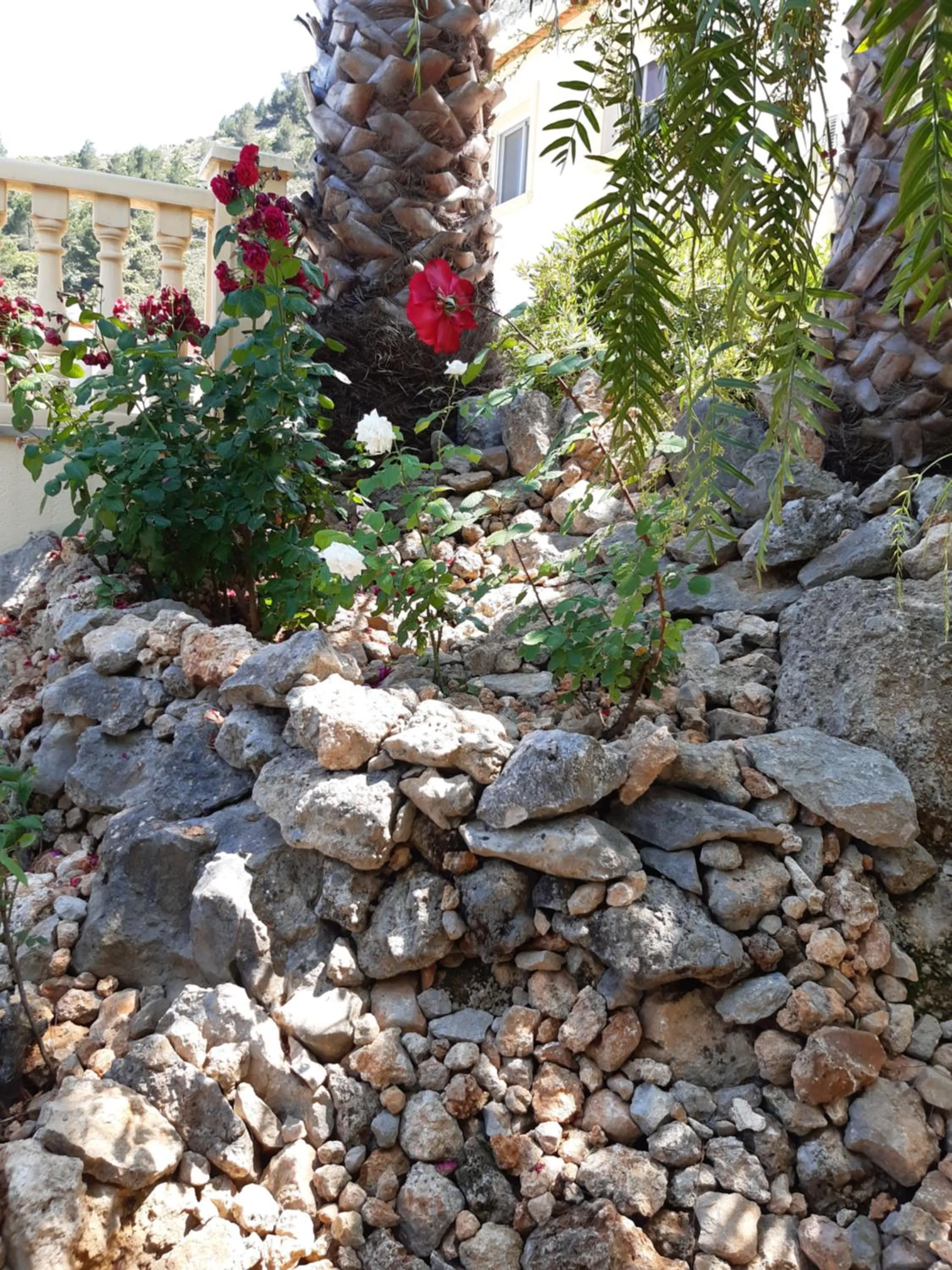 Garden in Casa Lennisa