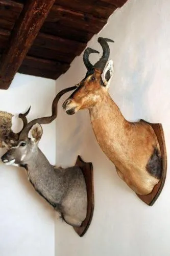 Decorative detail in Zamek Zabreh