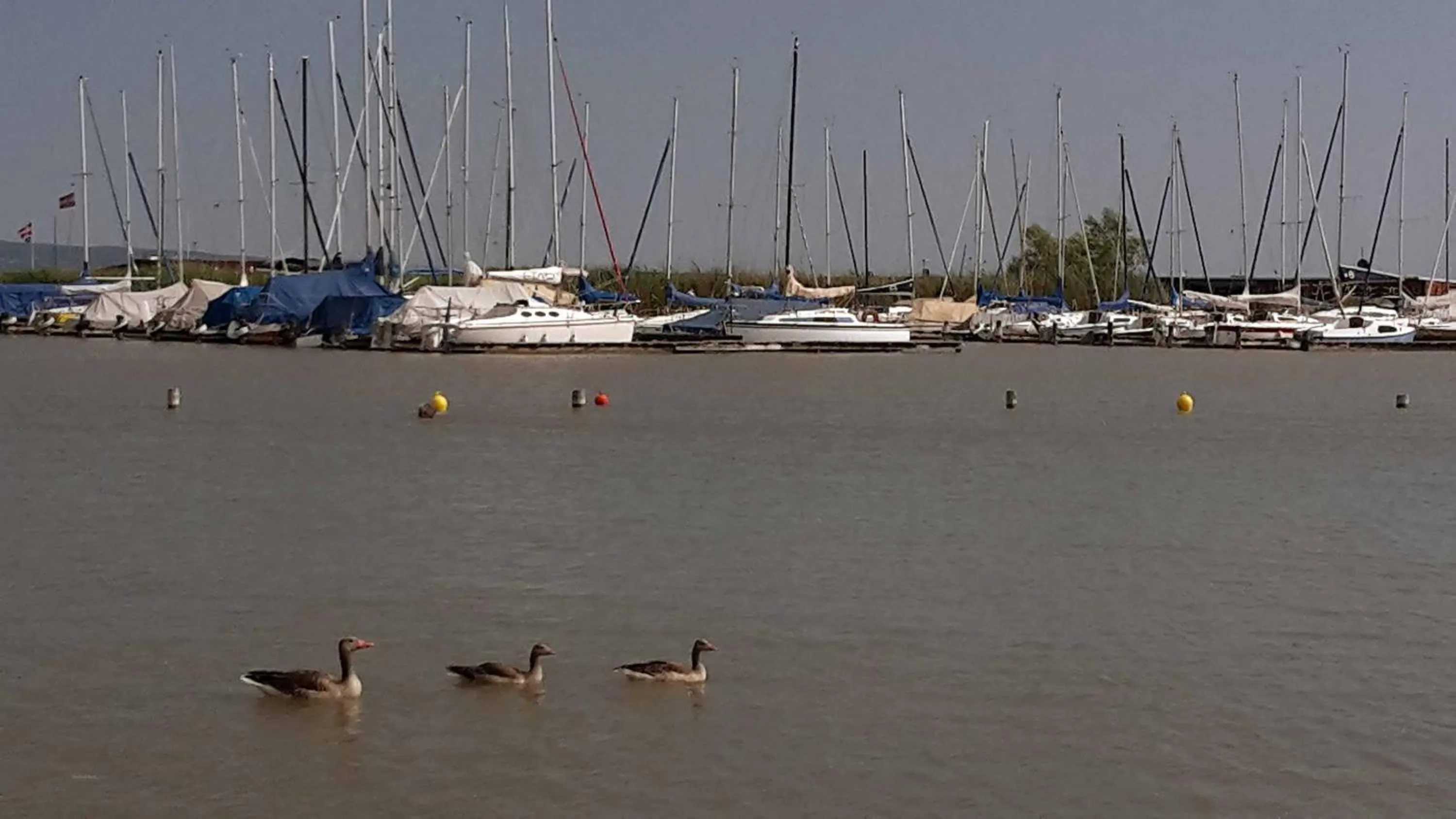 Animals in Hotel am See Rust