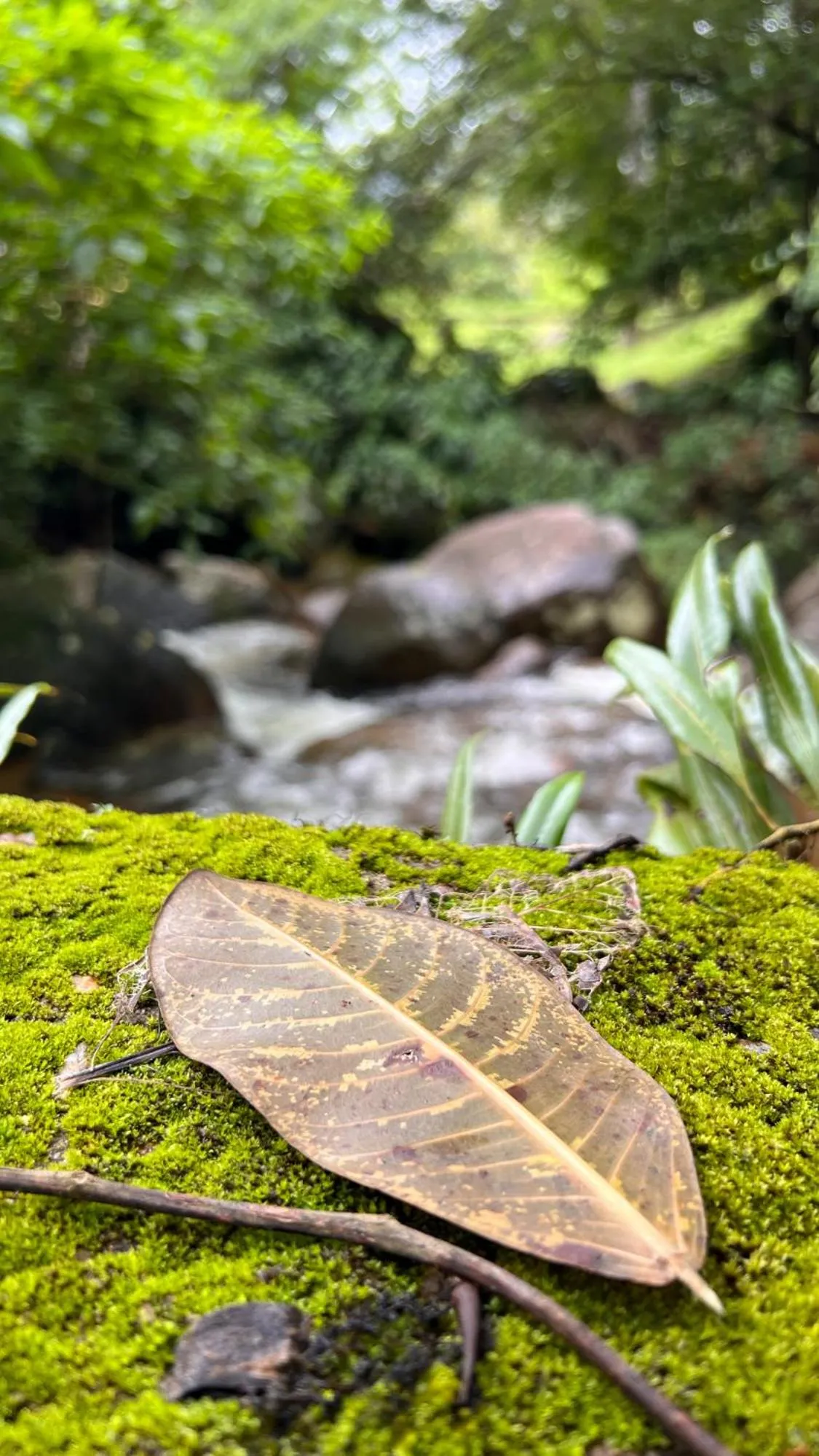 Natural landscape in Pousada Ananda Parivara