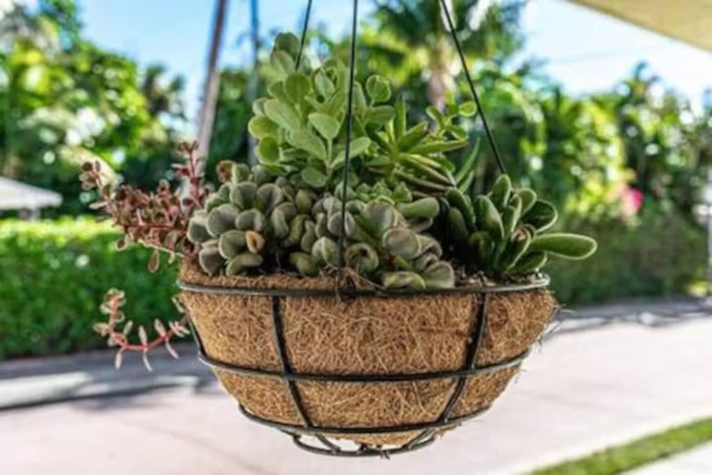 Olive Apart Unit 1 By Pmi