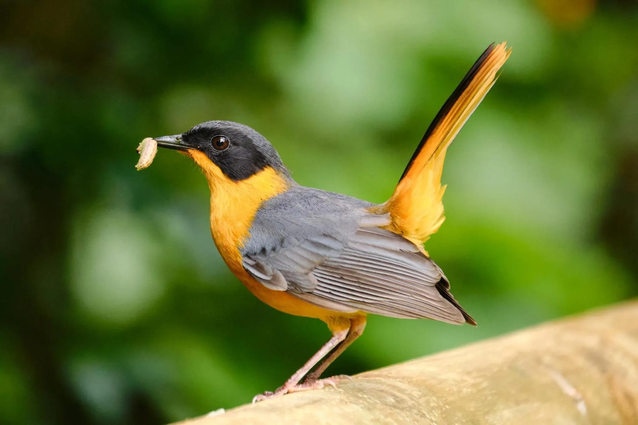 Spring in BWHALE guest house B&B