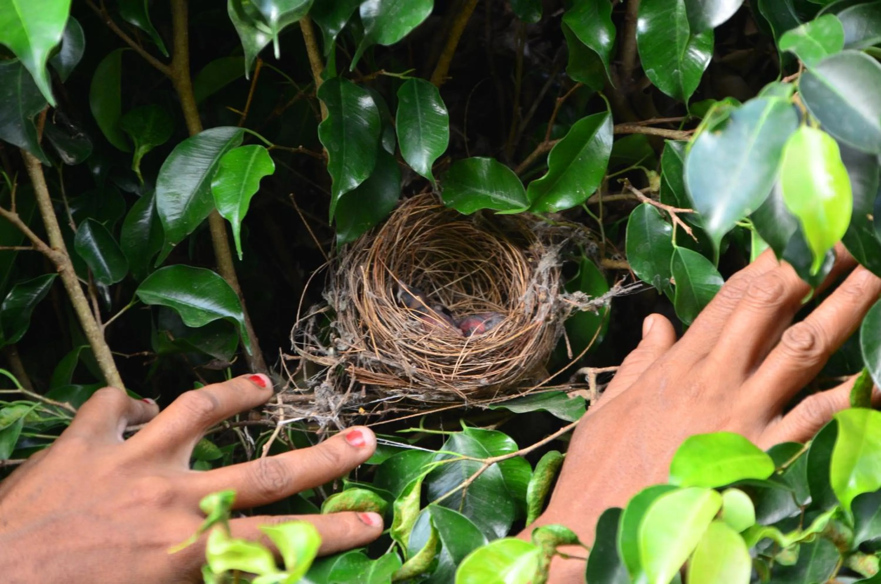 Garden in Sunny's Serenity Resort