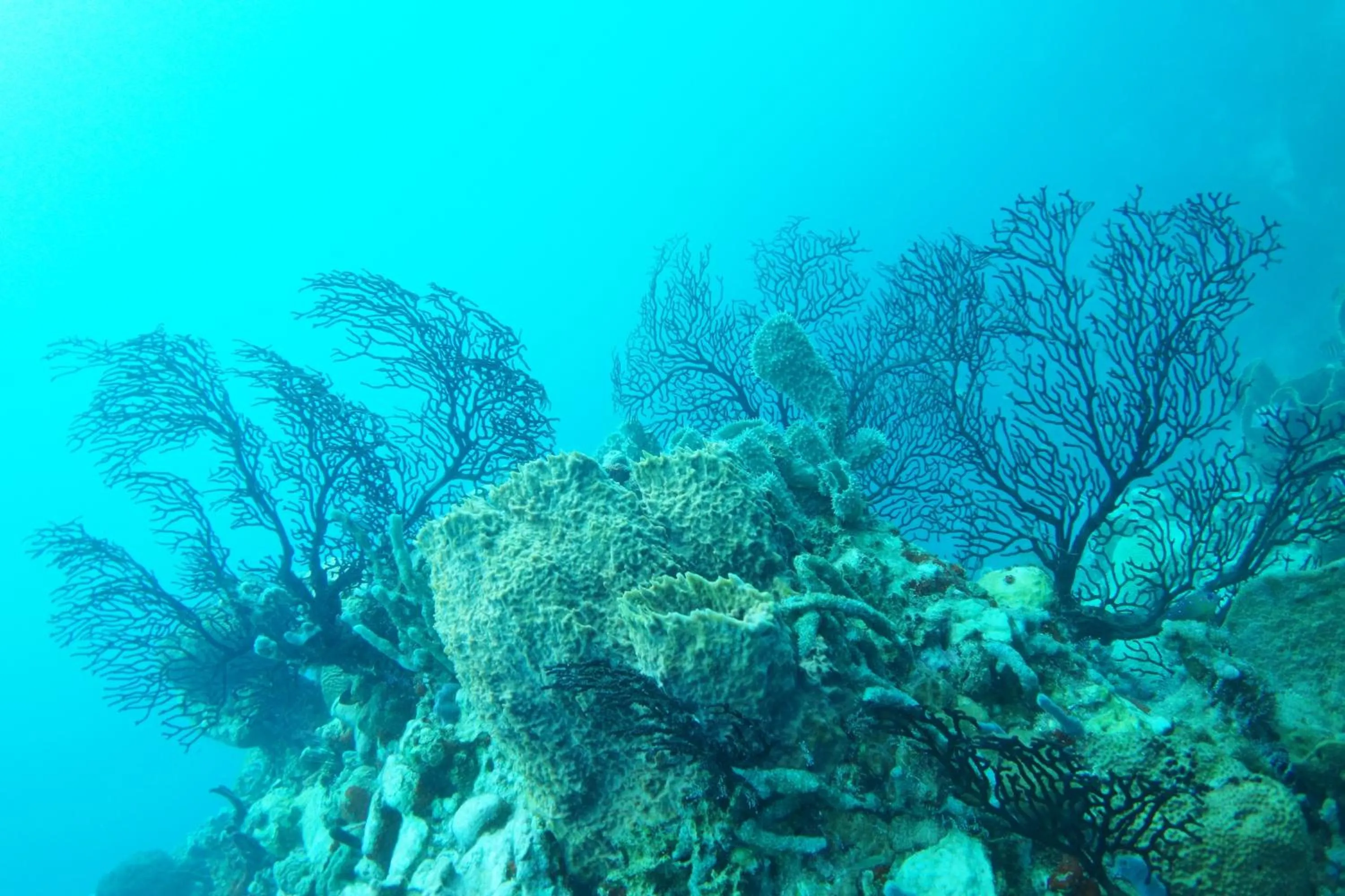 Snorkeling in Marigot Palms Luxury Caribbean Apartment Suites