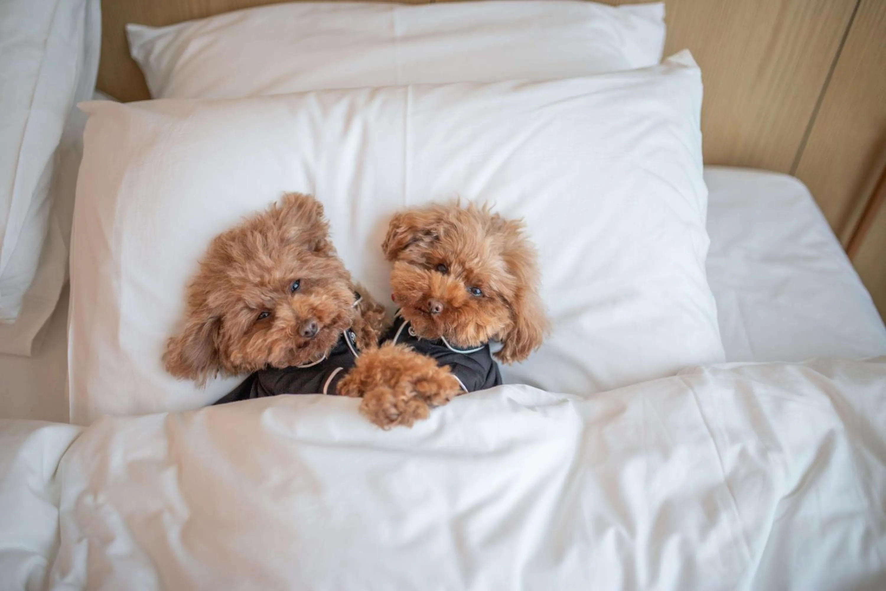 Bed in Hyatt Centric Melbourne