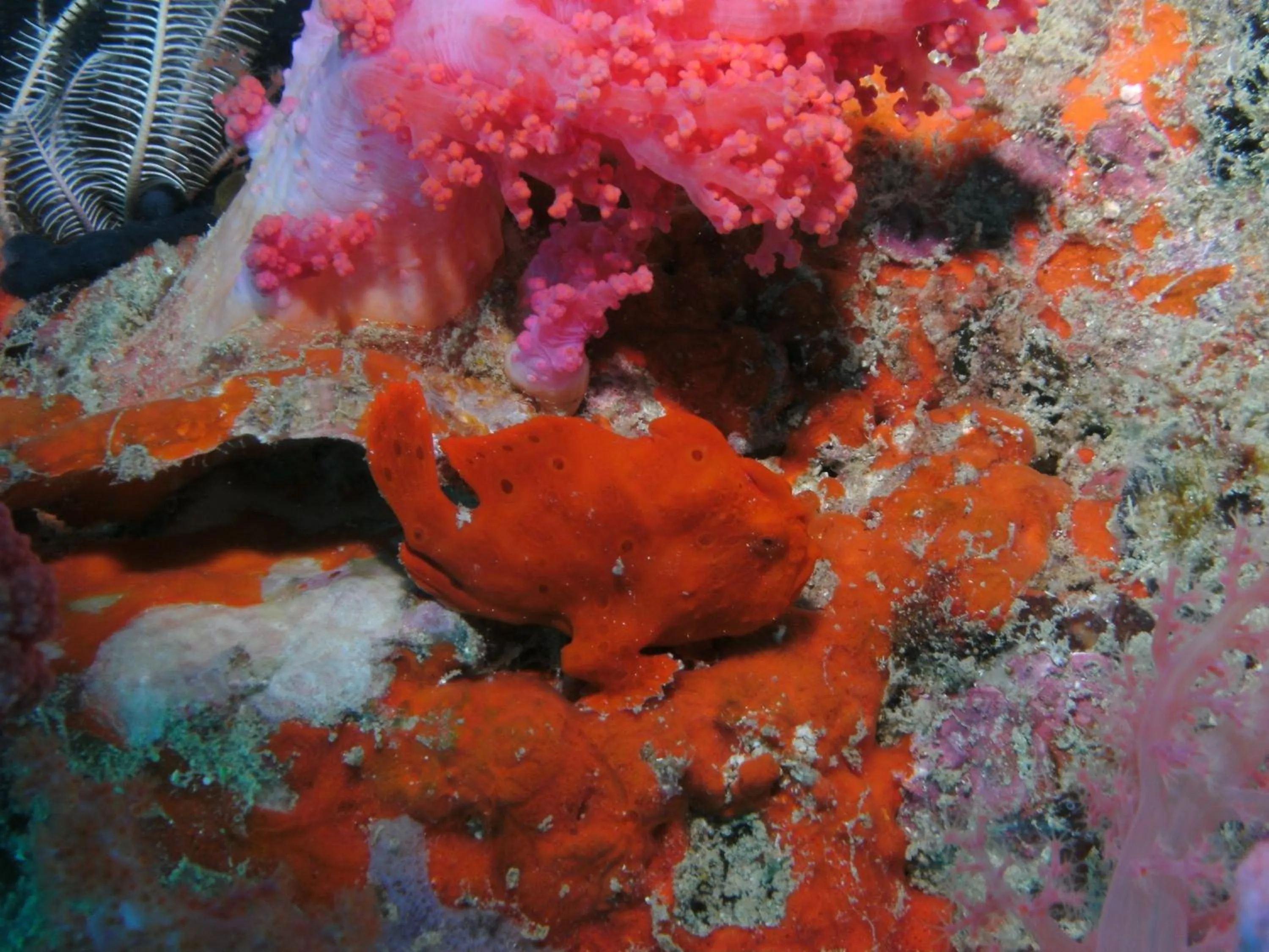 Animals in Bonita Oasis Beach Resort