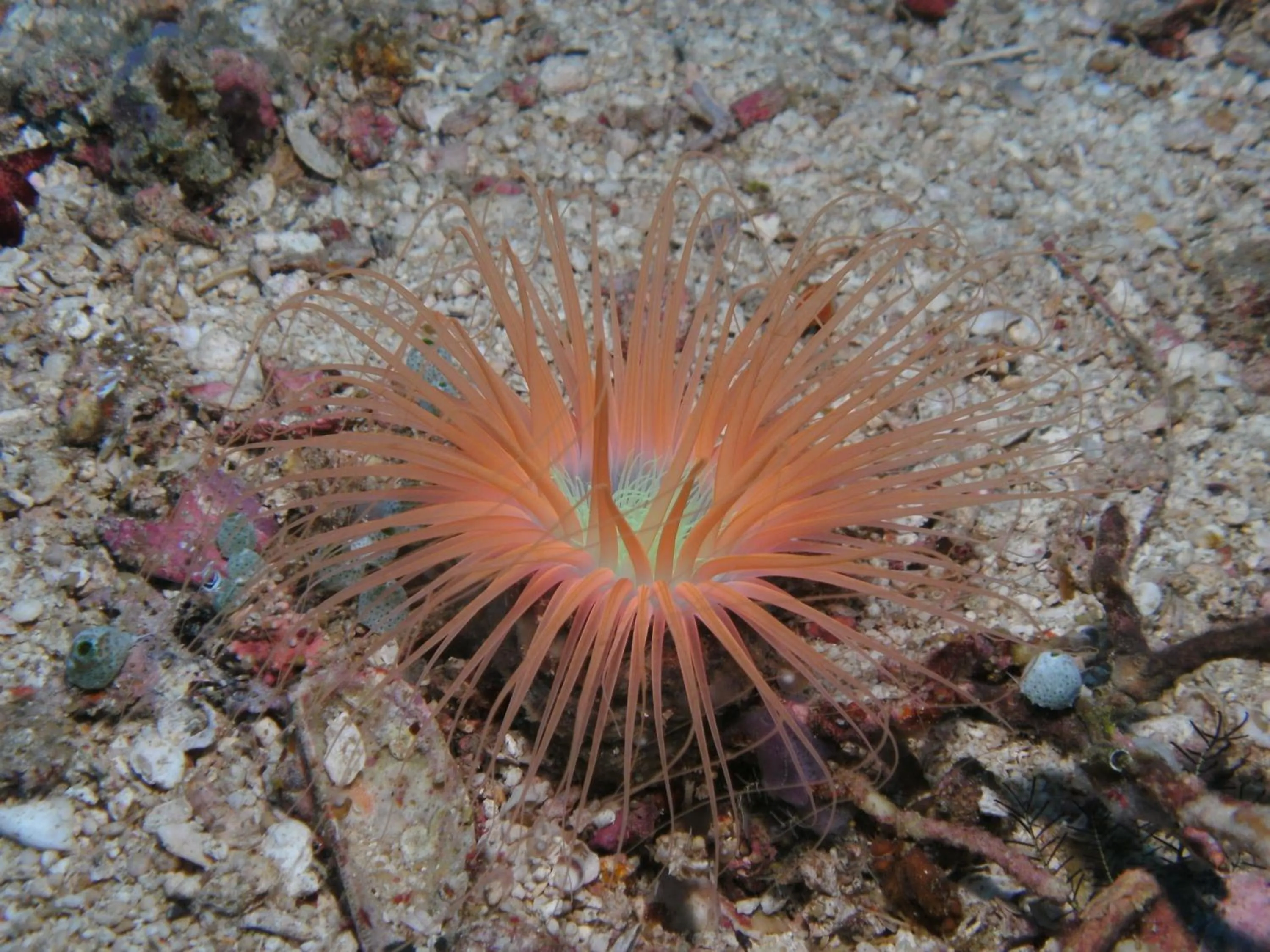 Other in Bonita Oasis Beach Resort