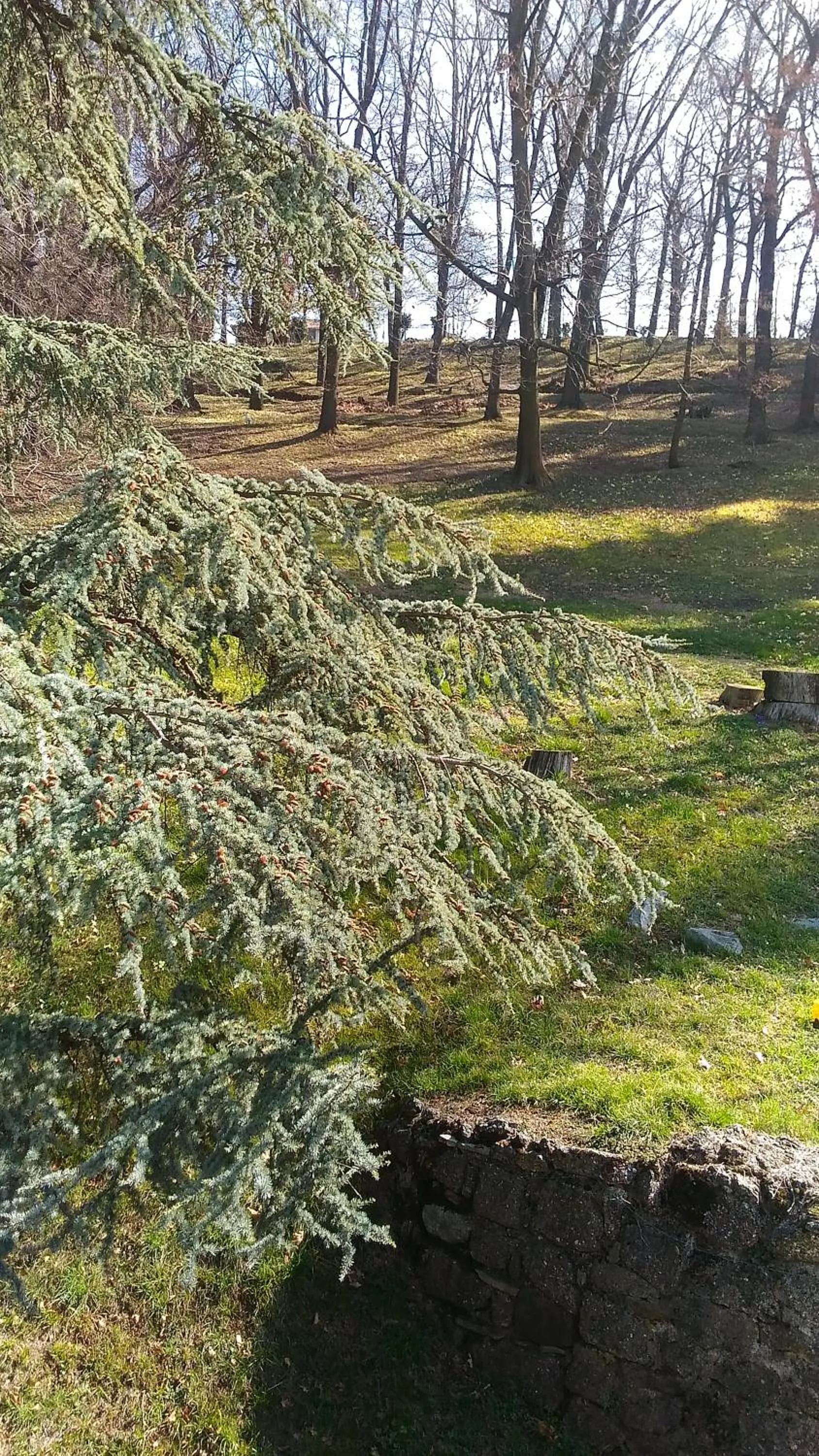 Garden in Il Colombé B&B