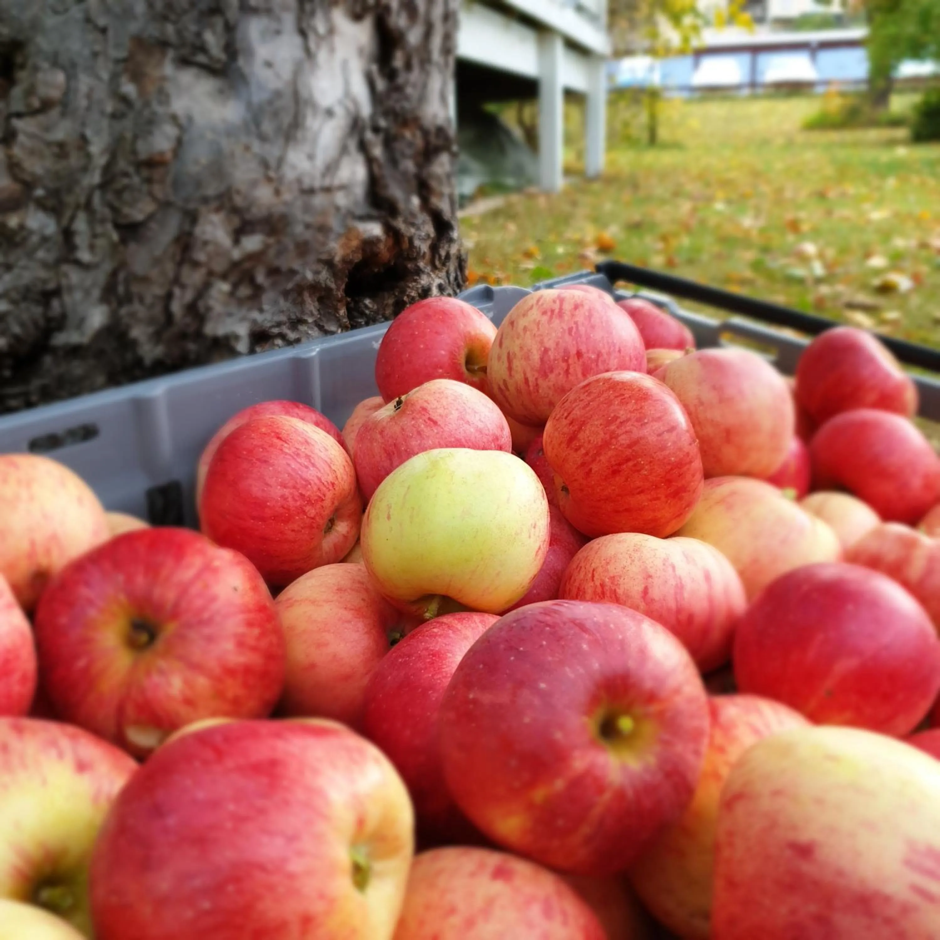 Food and drinks in Grenna Hotell