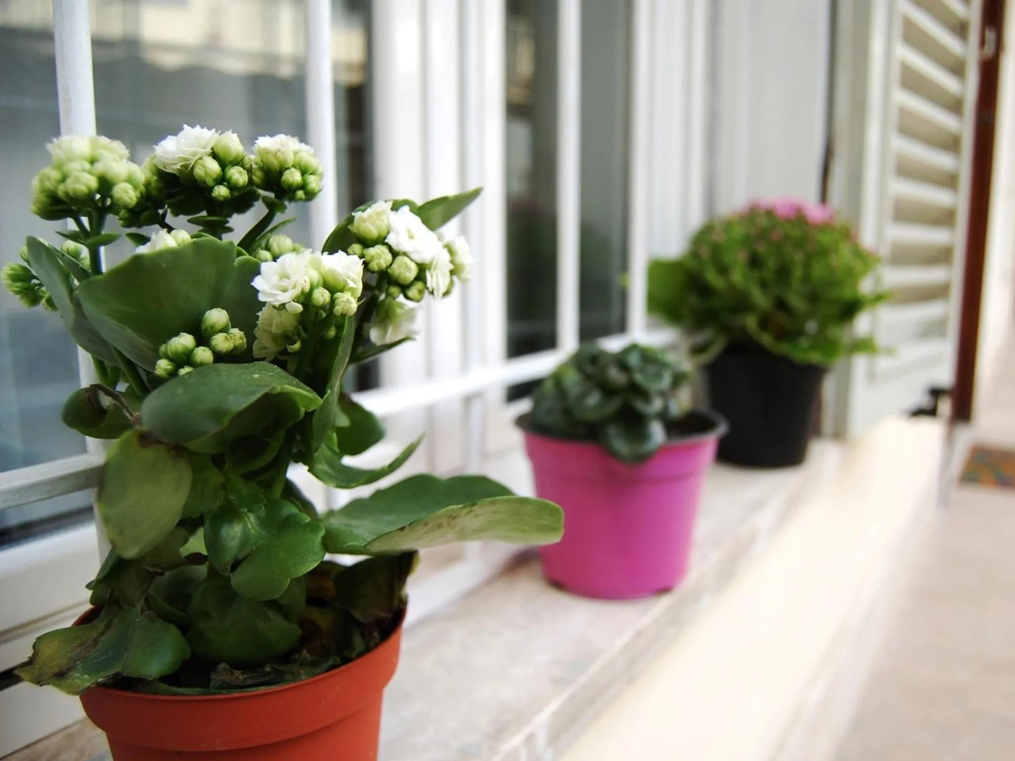 Decorative detail in Luiza Vatican House