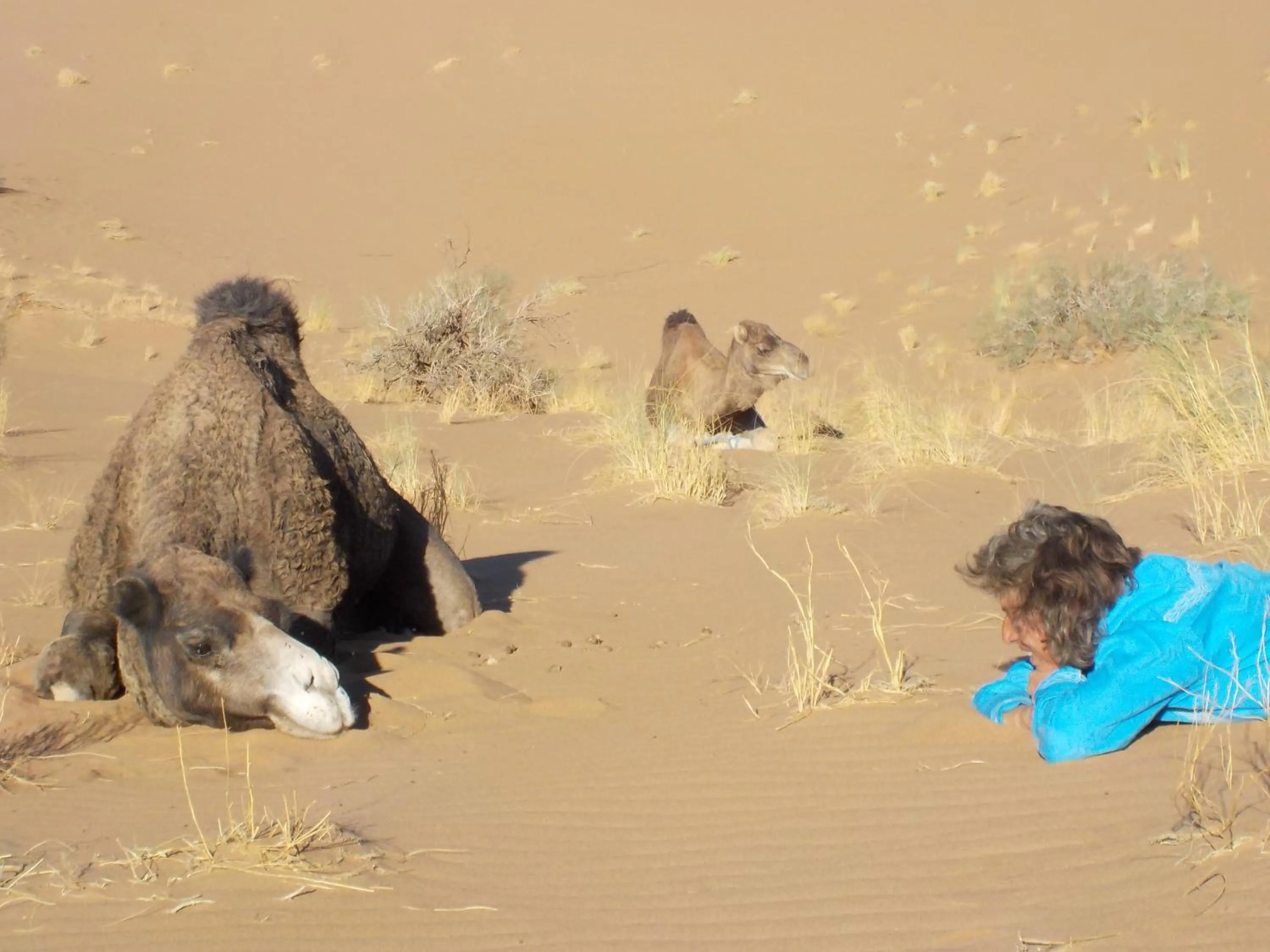 Animals in Oasis Tilogui-Luxury Hotel Restaurant and Desert Excursions In Zagora