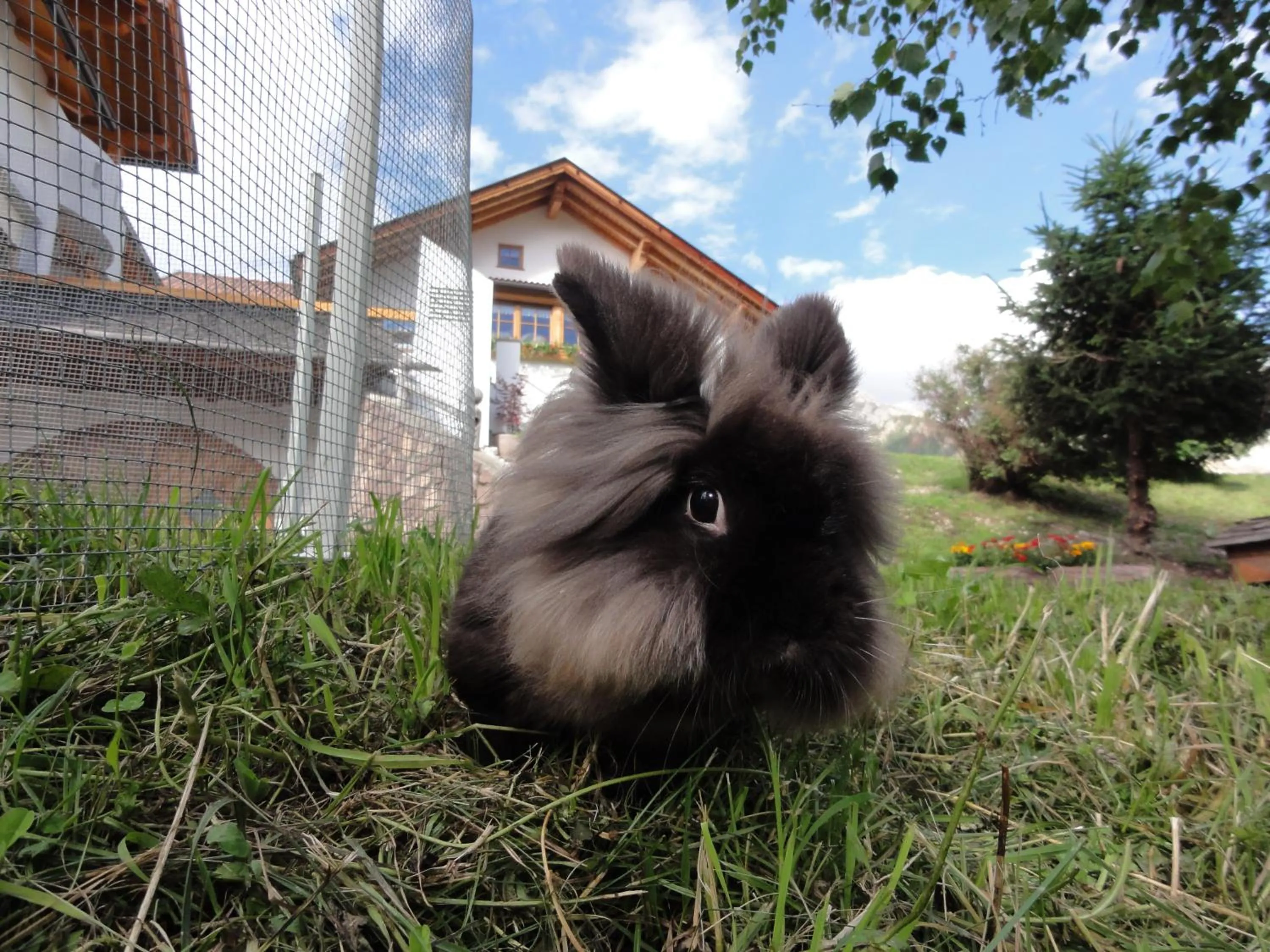 Animals in B&B Ciastel