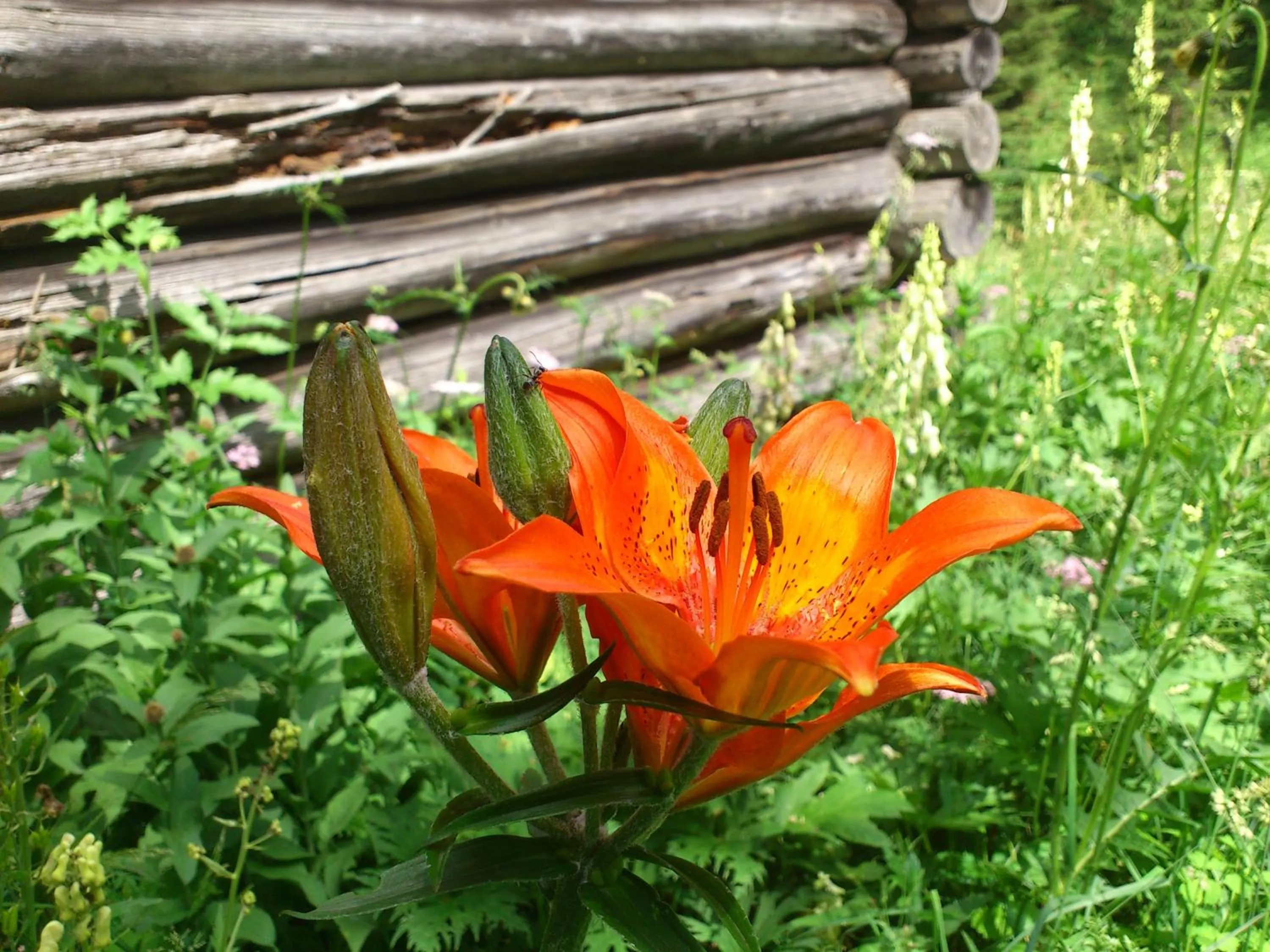 Facade/entrance in B&B Ciastel