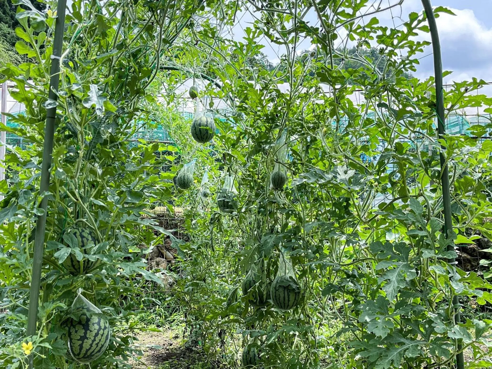 Hatake no Oyado - Vacation STAY 74494v