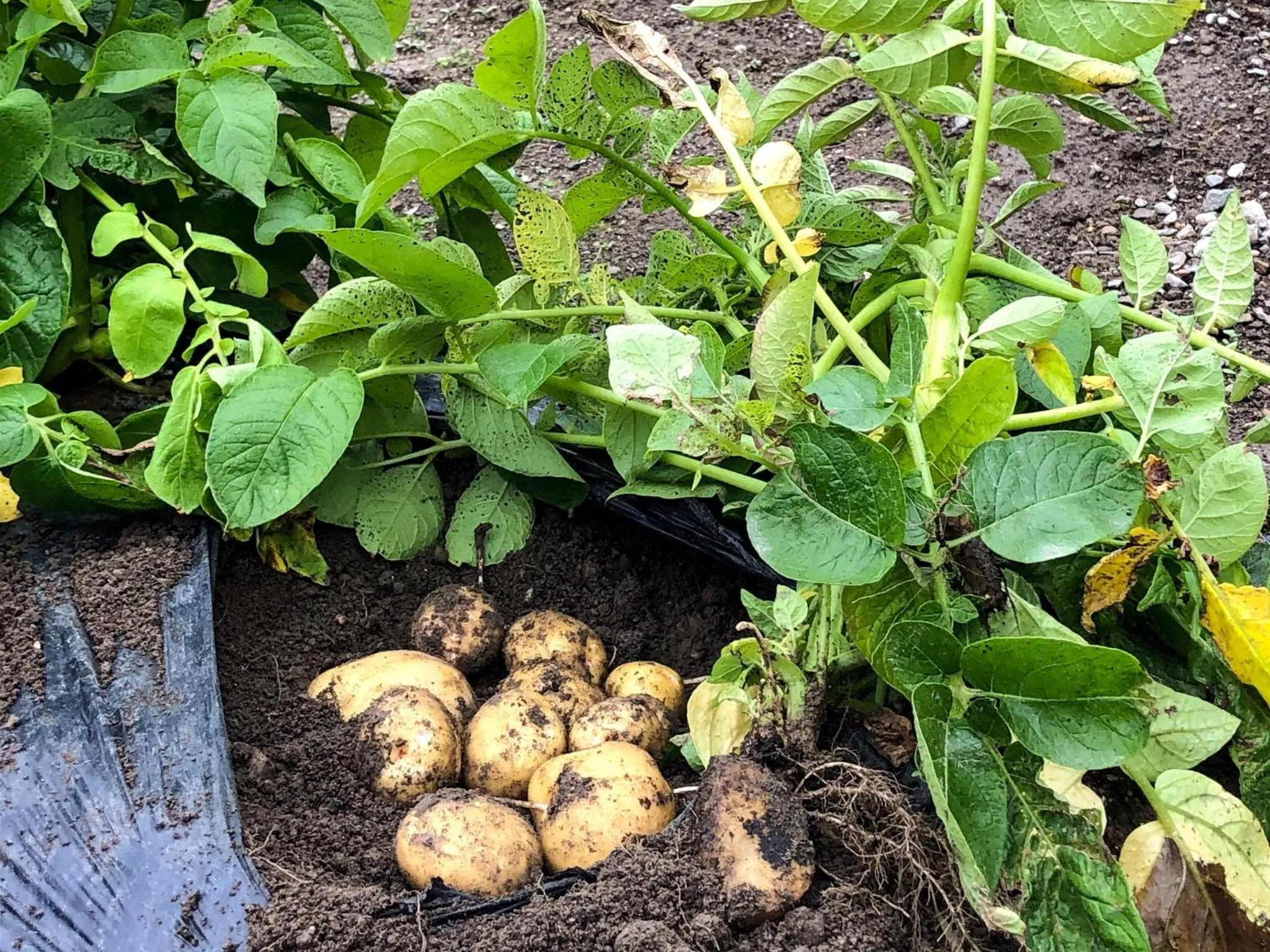 Hatake no Oyado - Vacation STAY 74494v